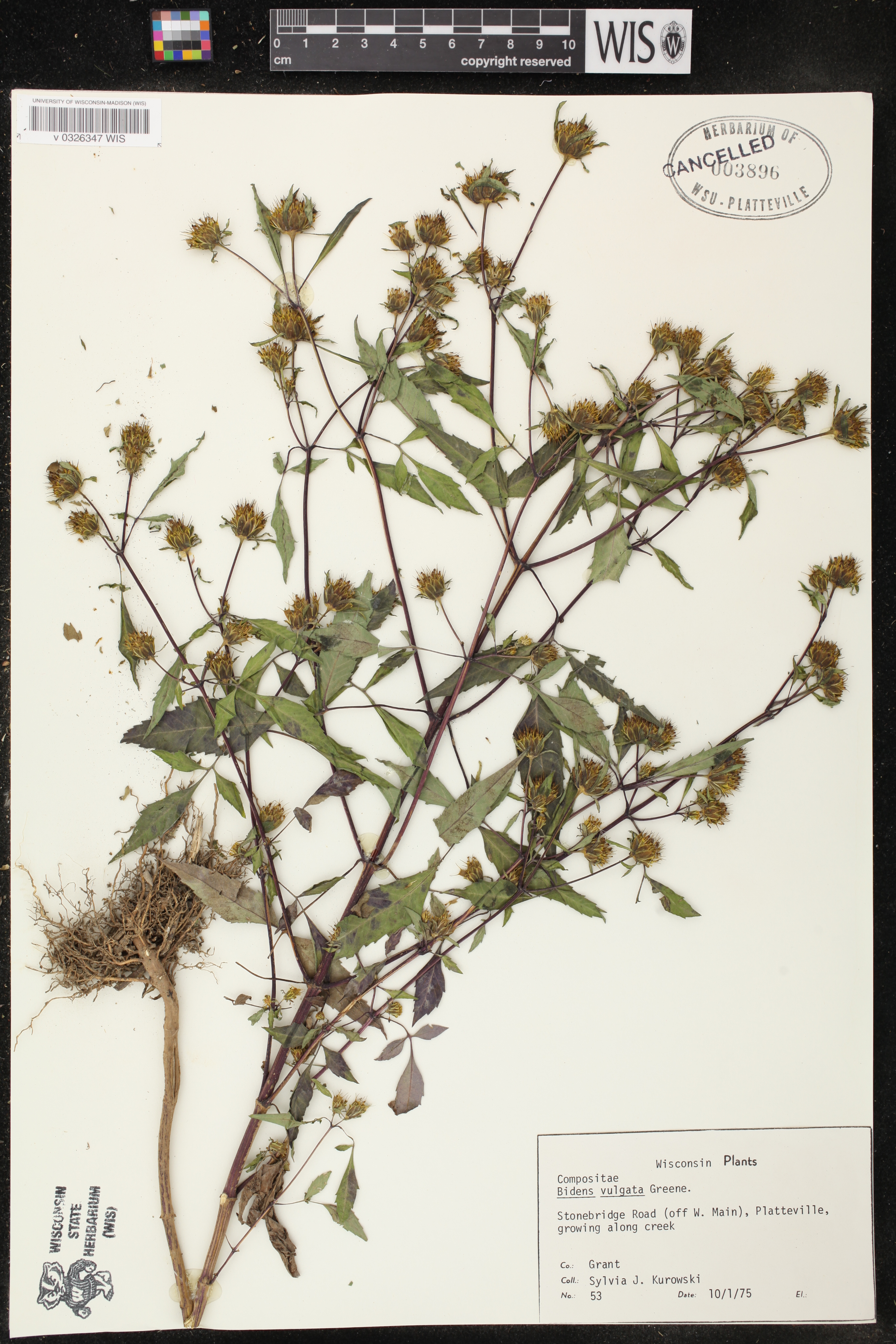 Bidens vulgata image
