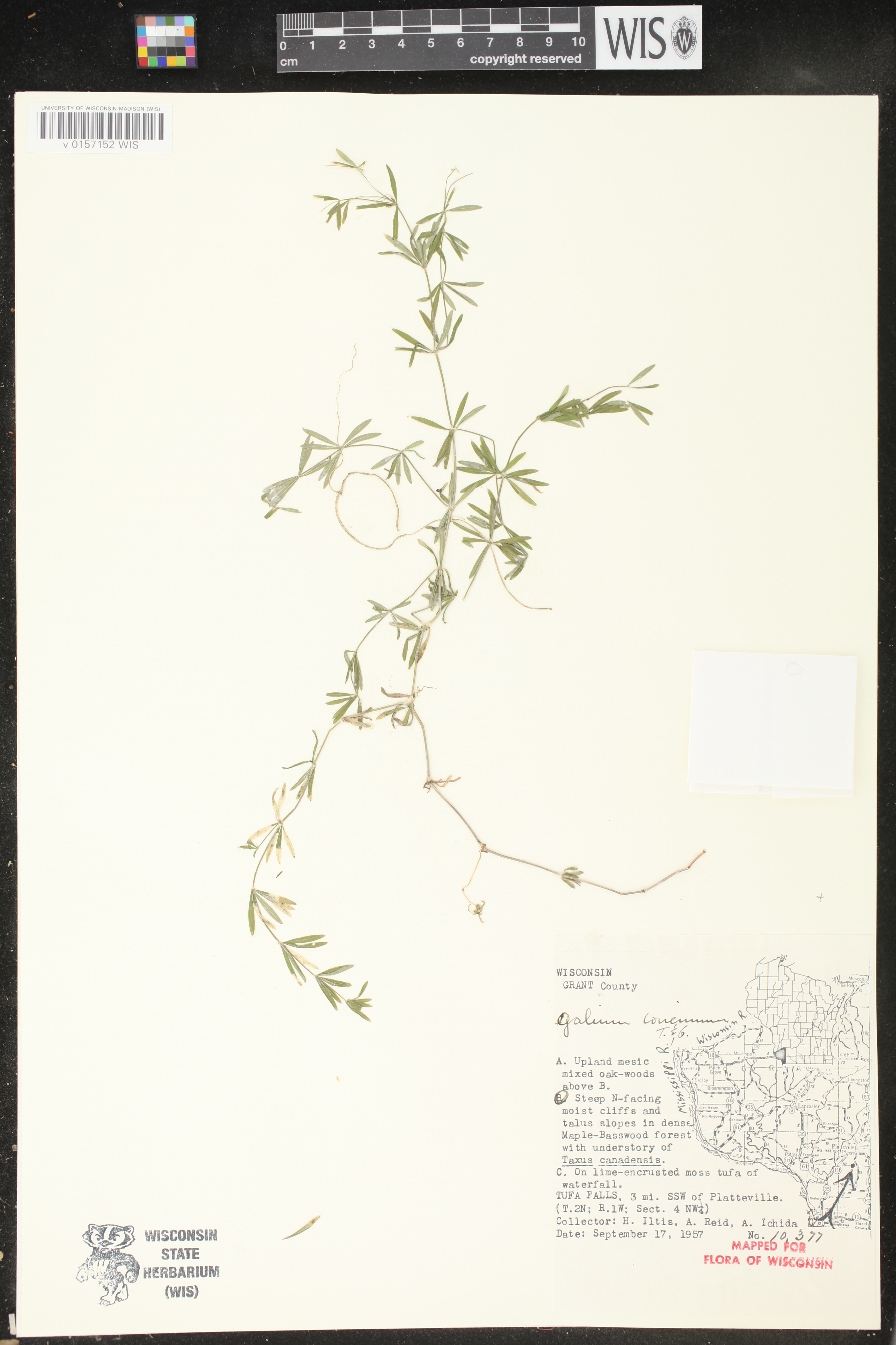 Galium concinnum image