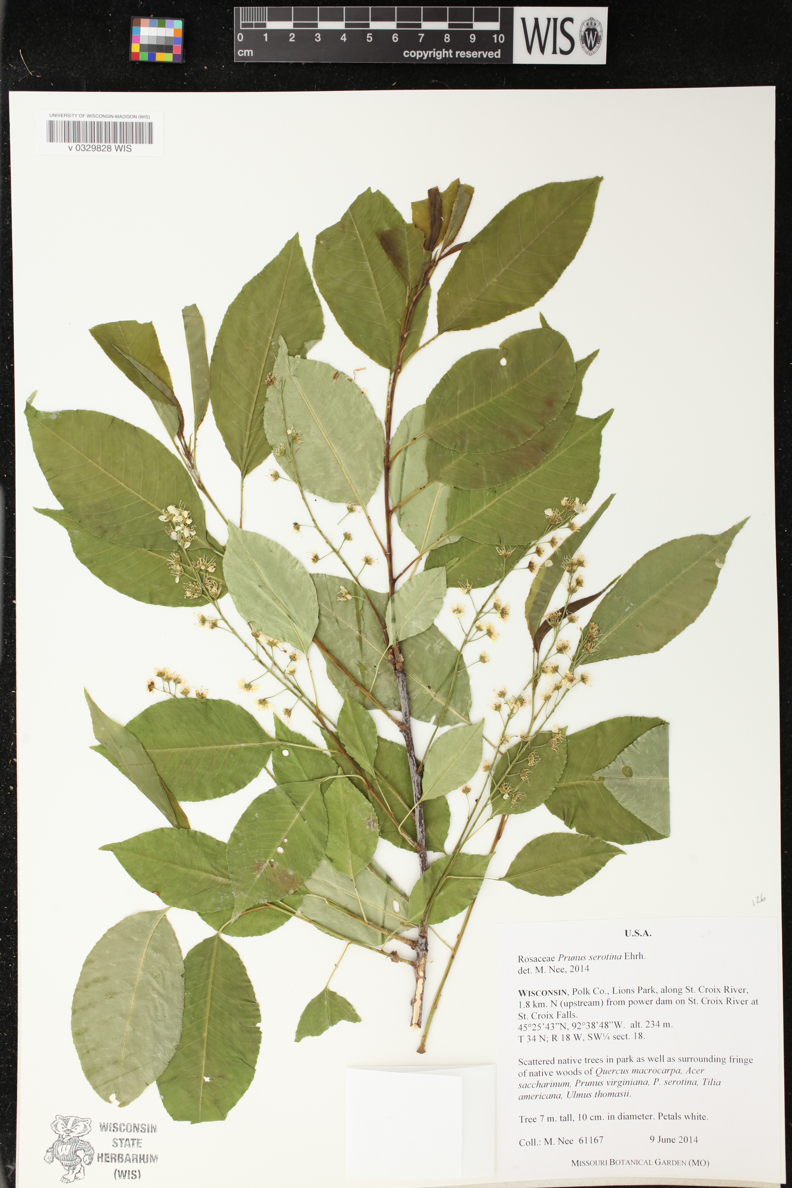 Prunus serotina image