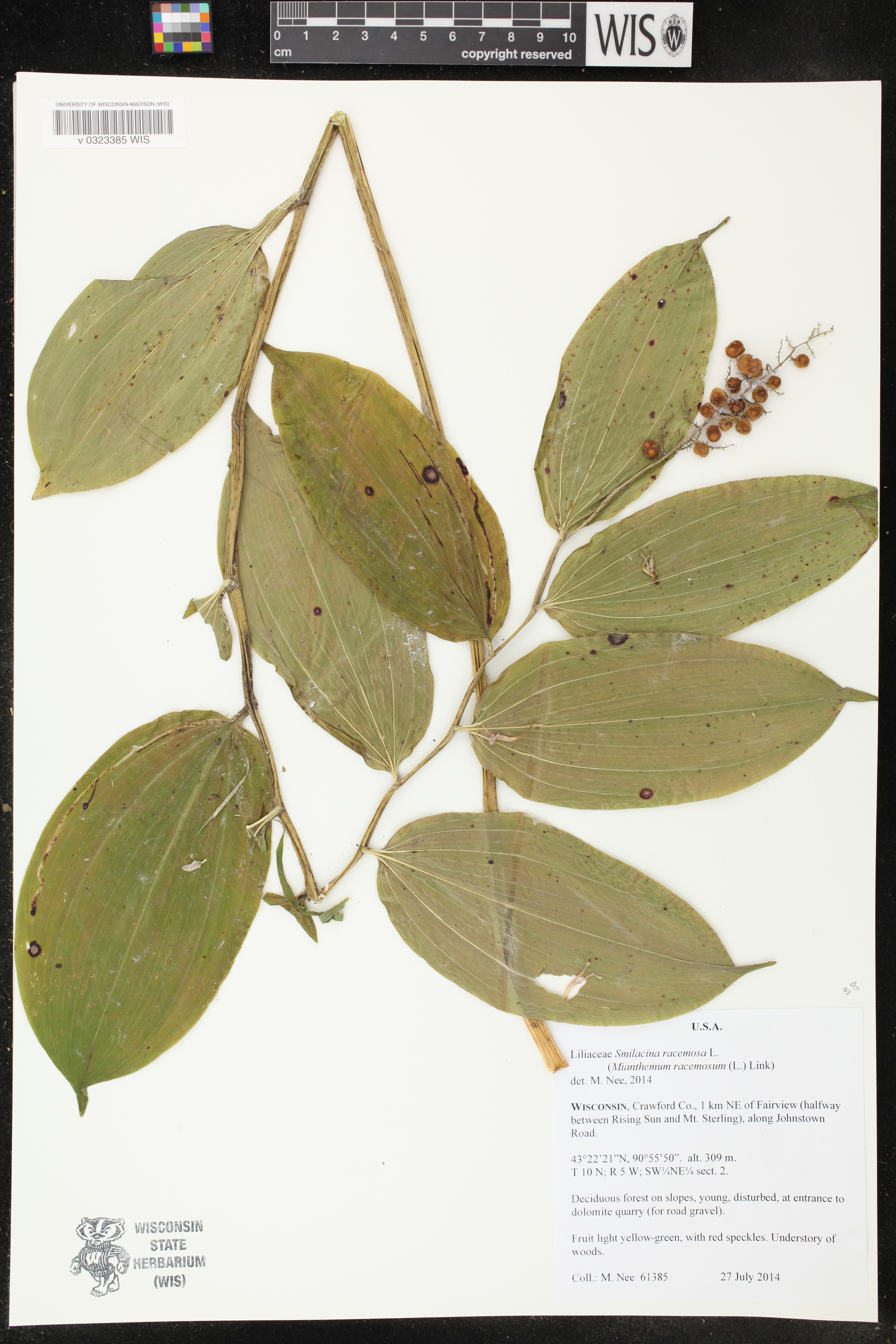 Maianthemum racemosum image