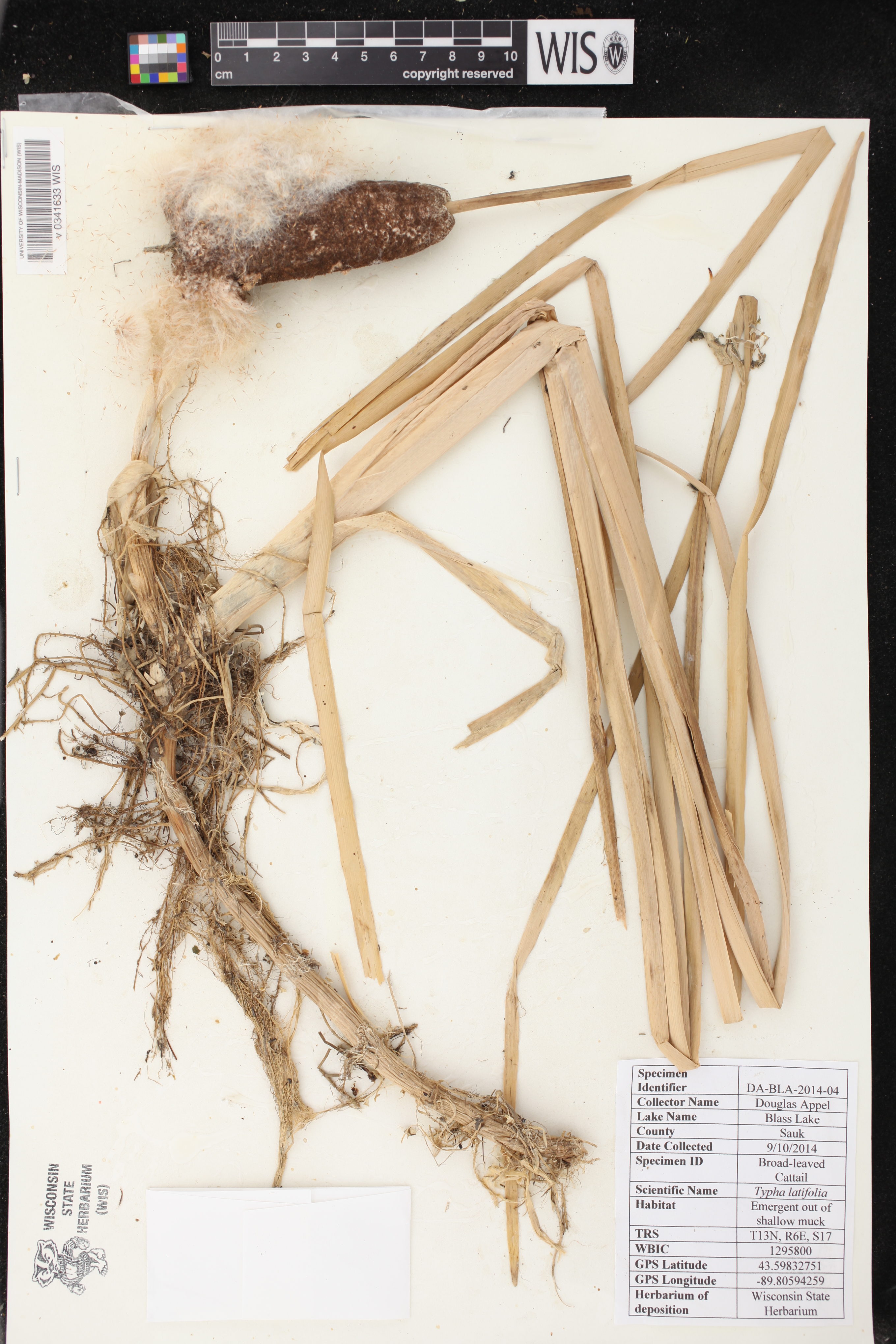 Typha latifolia image