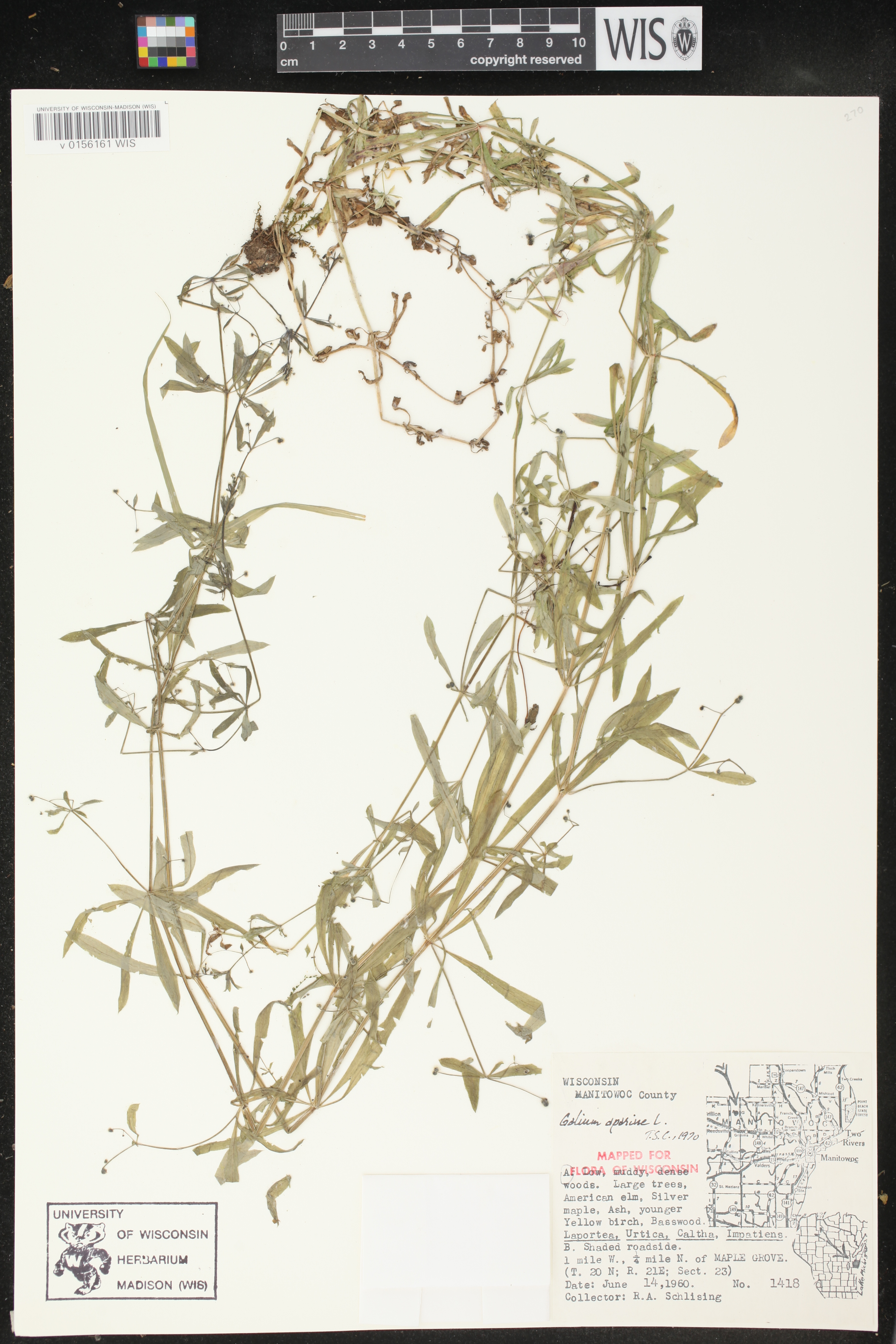 Galium aparine image