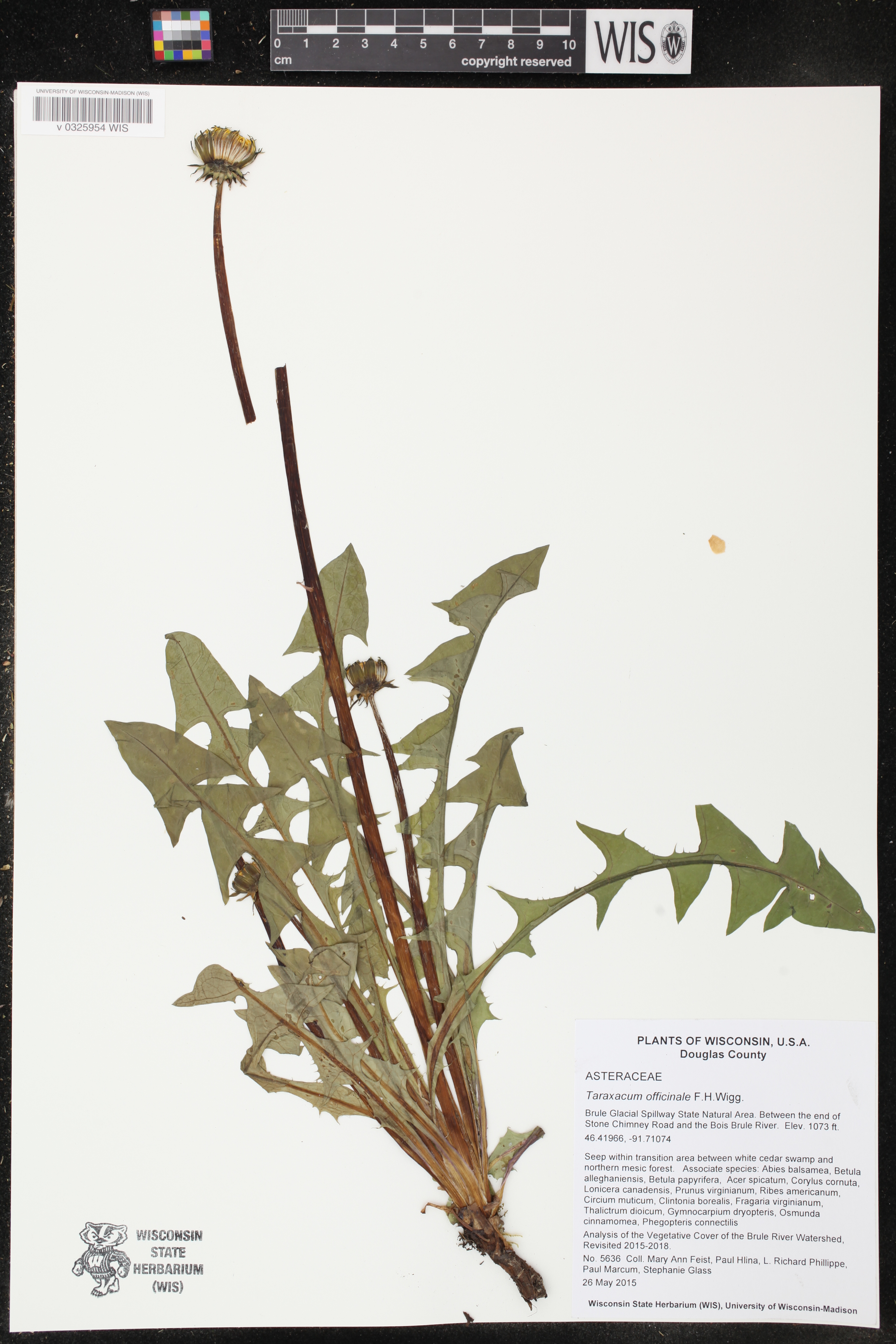 Taraxacum officinale image