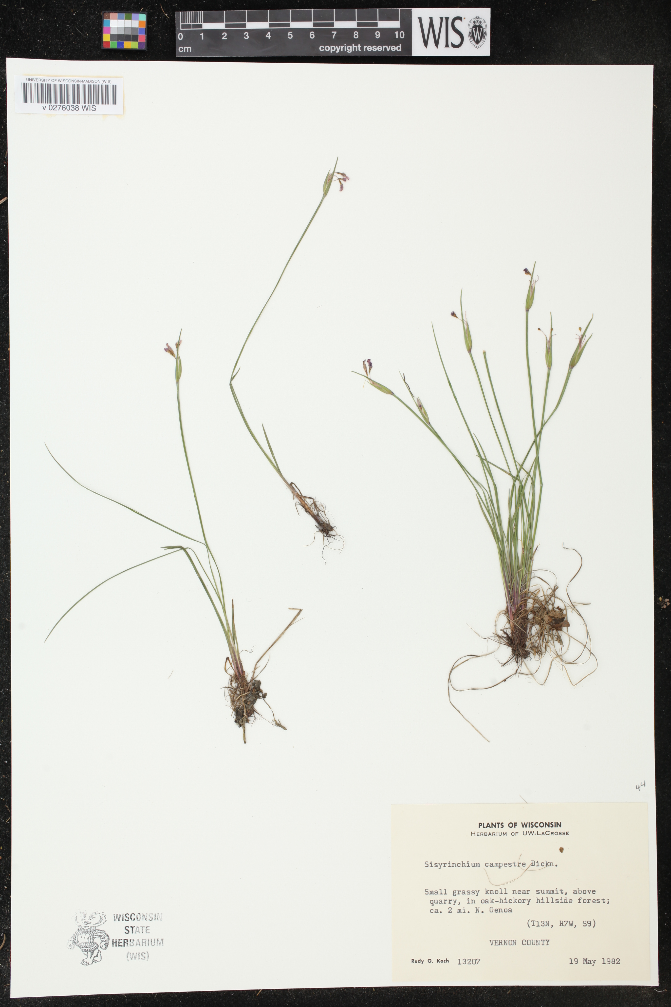 Sisyrinchium campestre image