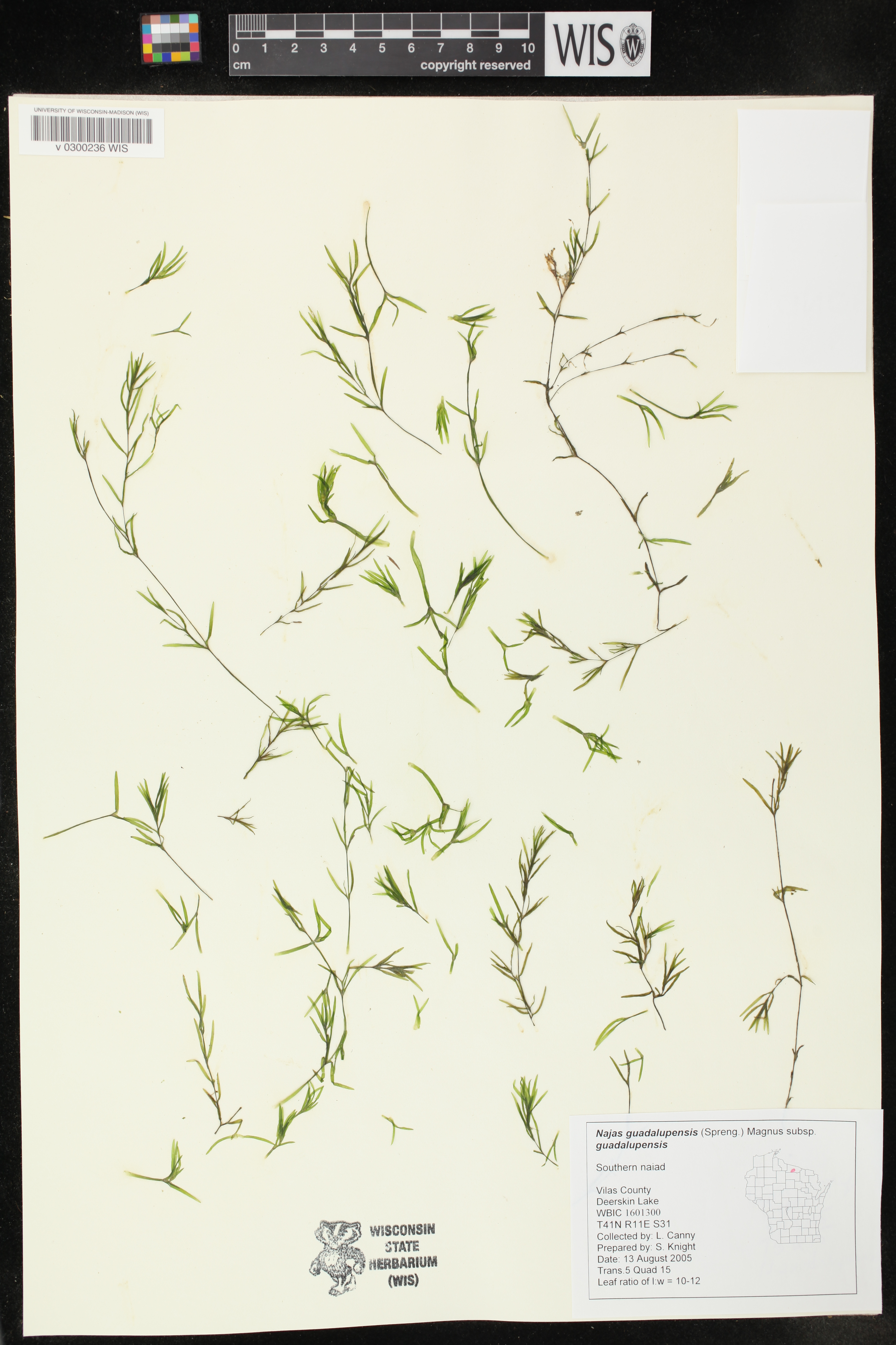 Najas guadalupensis image