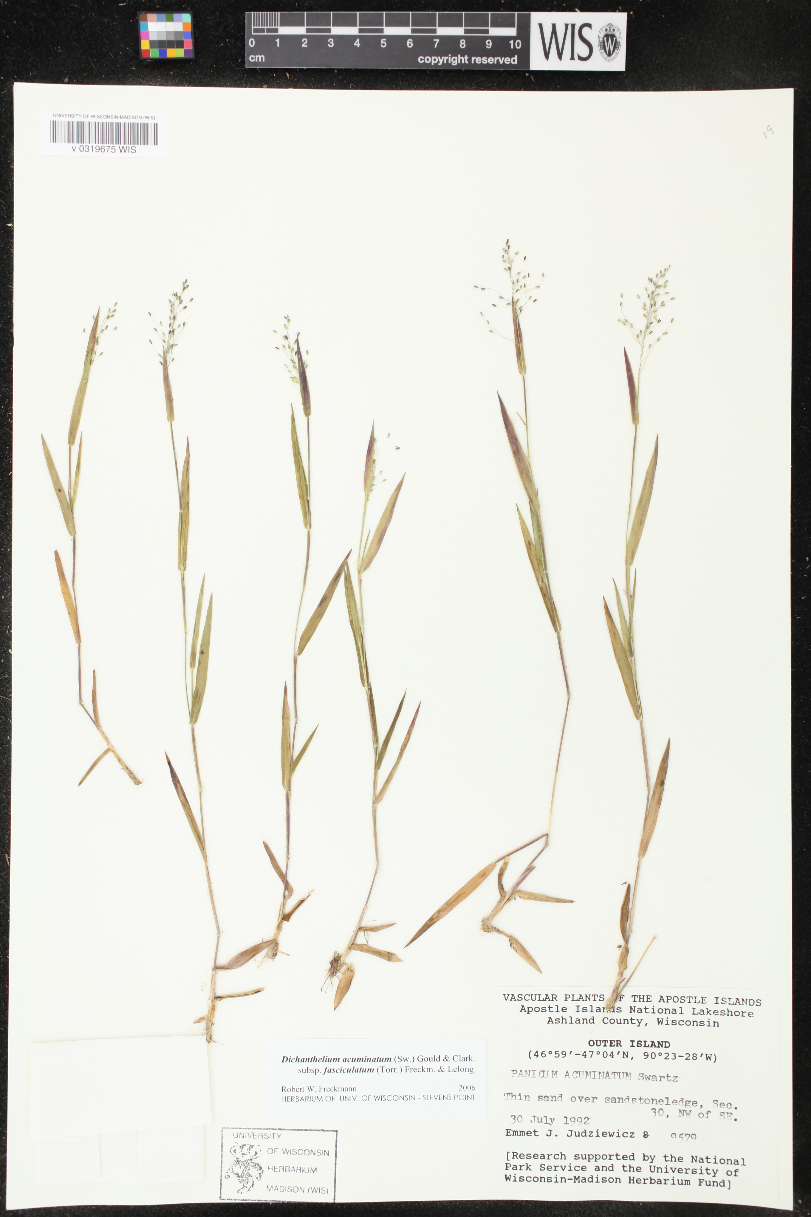 Dichanthelium acuminatum image