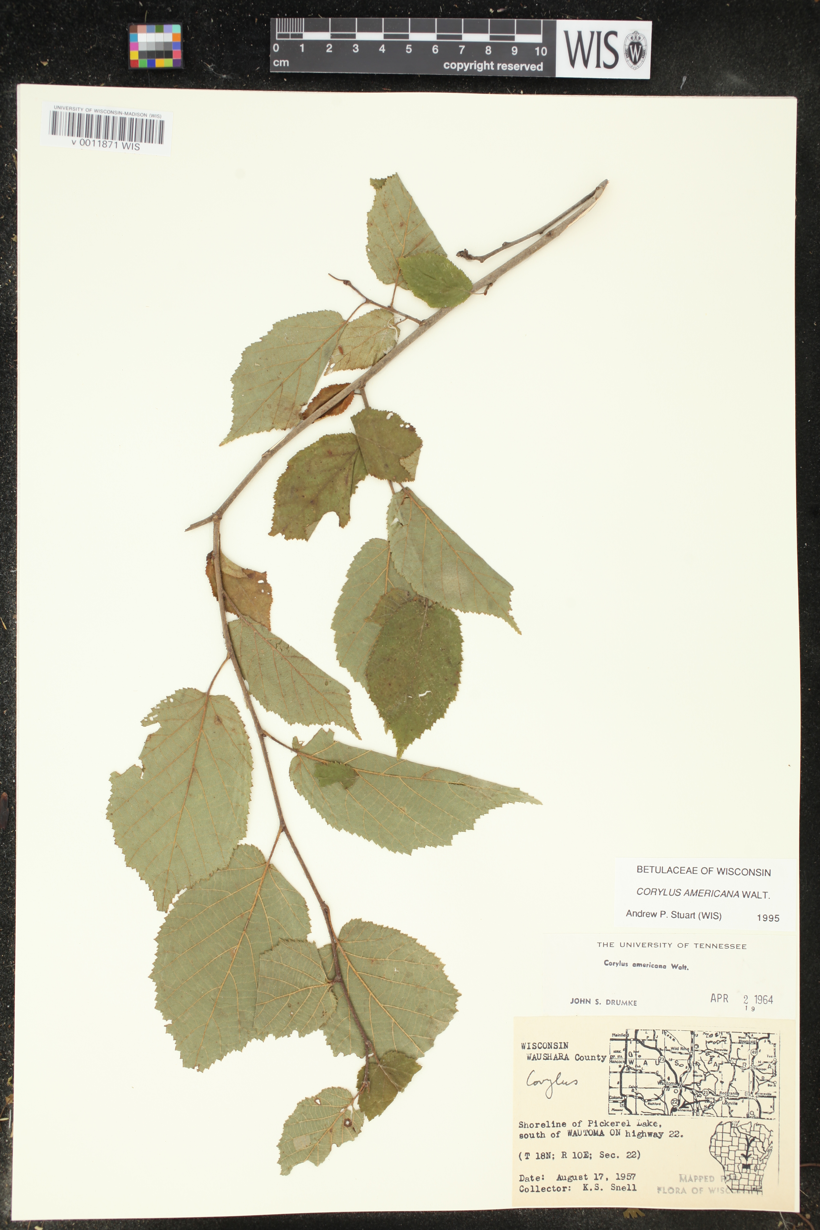 Corylus americana image