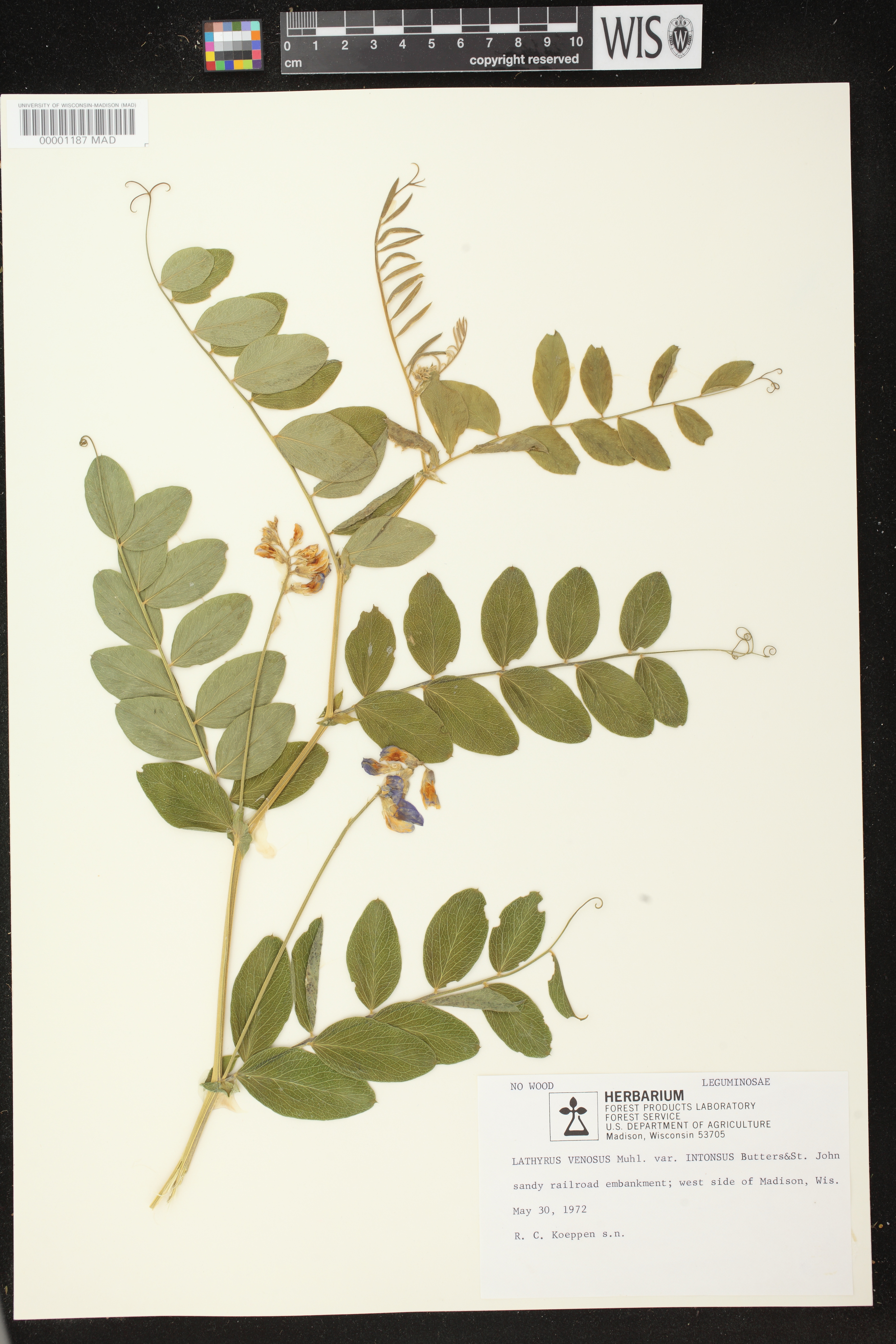 Lathyrus venosus image