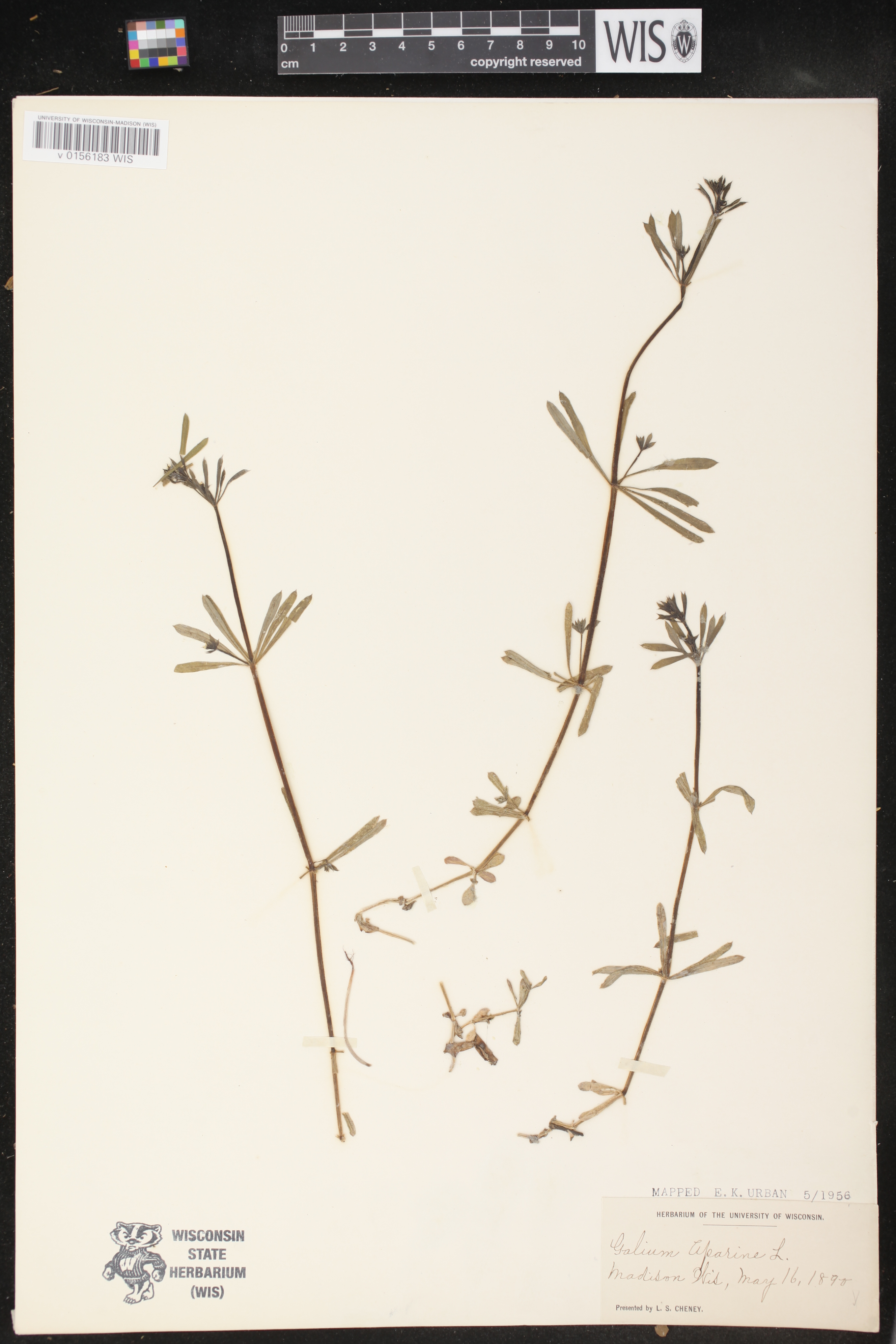 Galium aparine image
