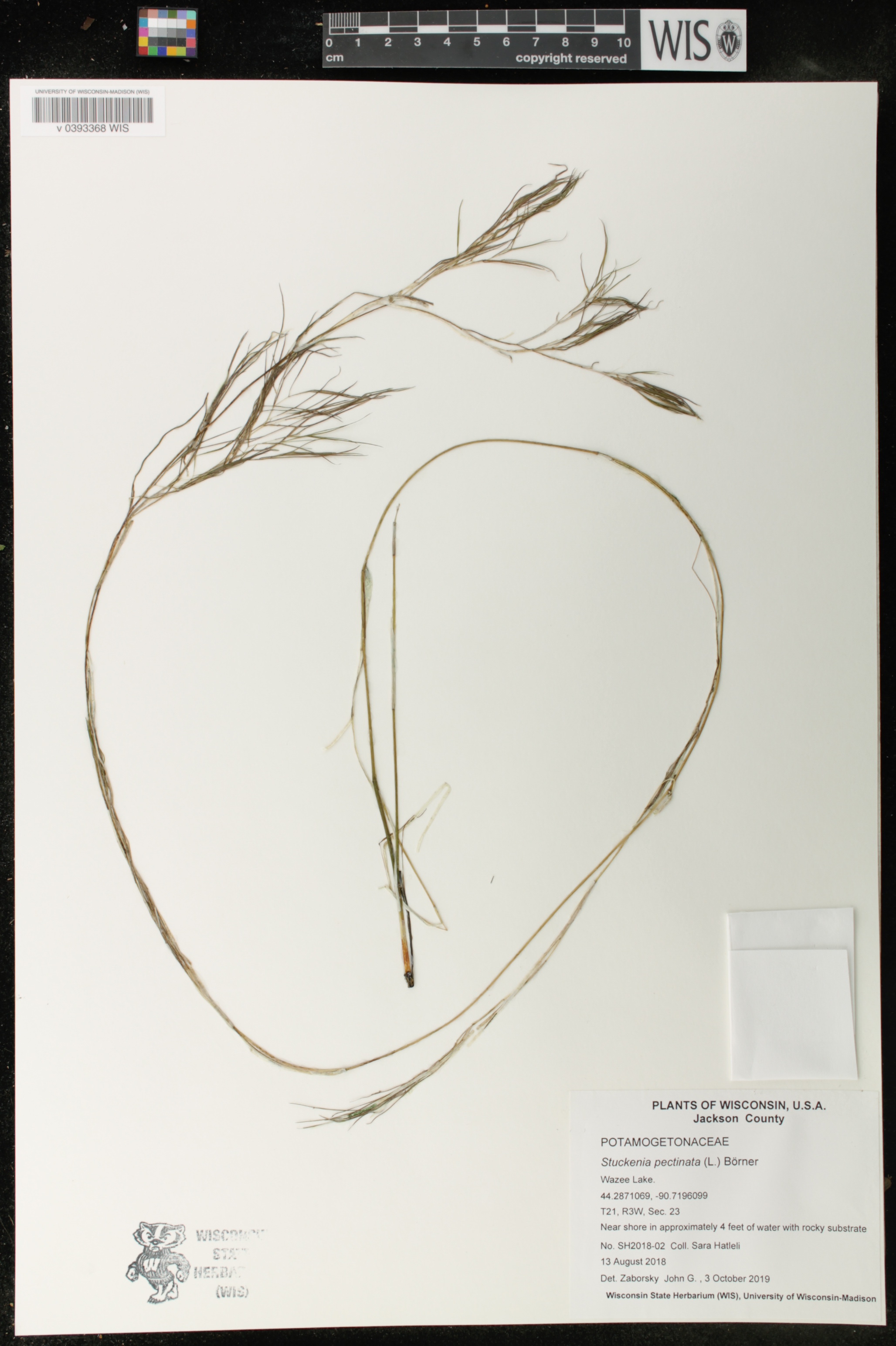Stuckenia pectinata image