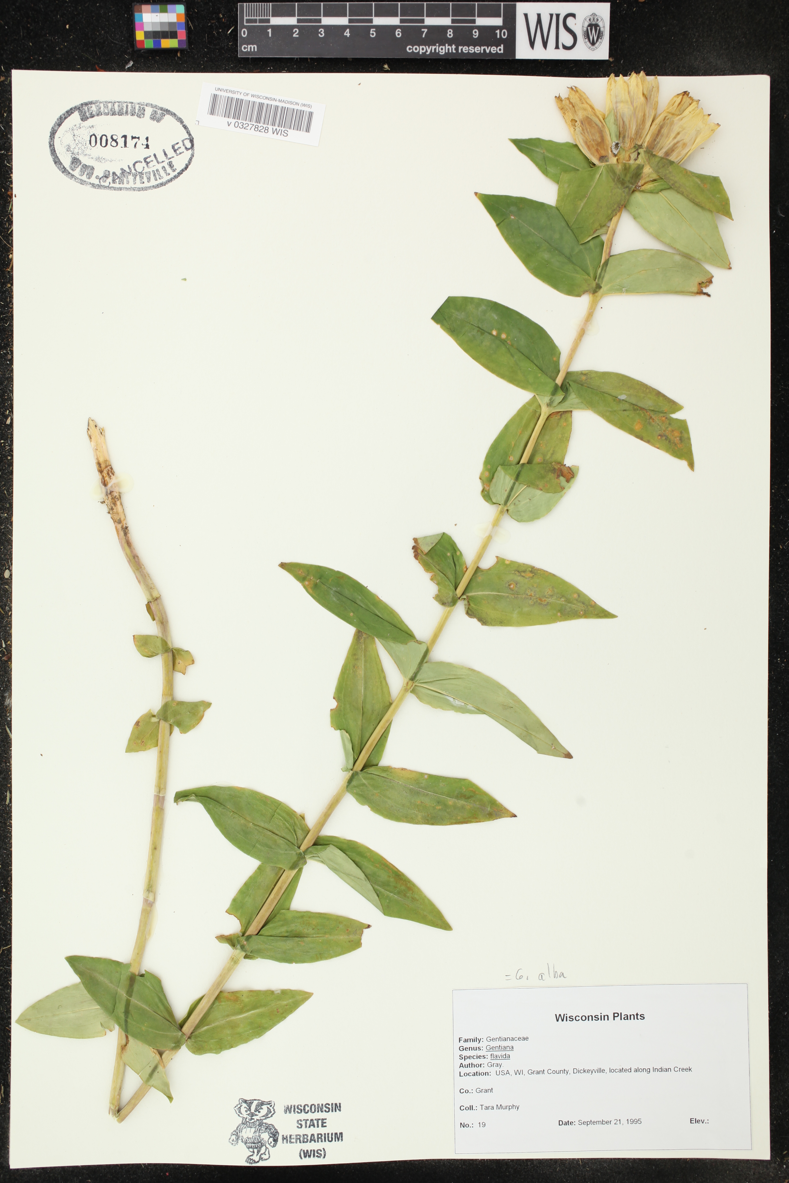 Gentiana alba image