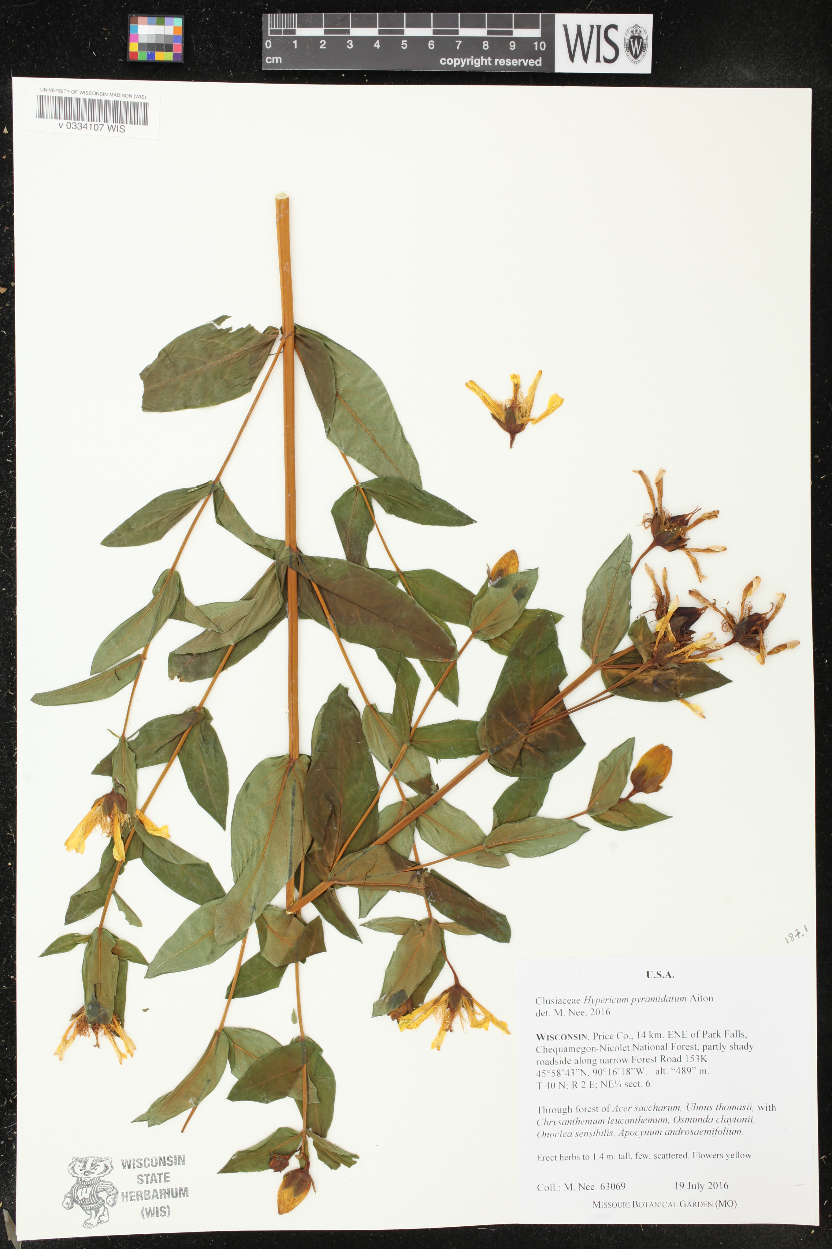 Hypericum ascyron image