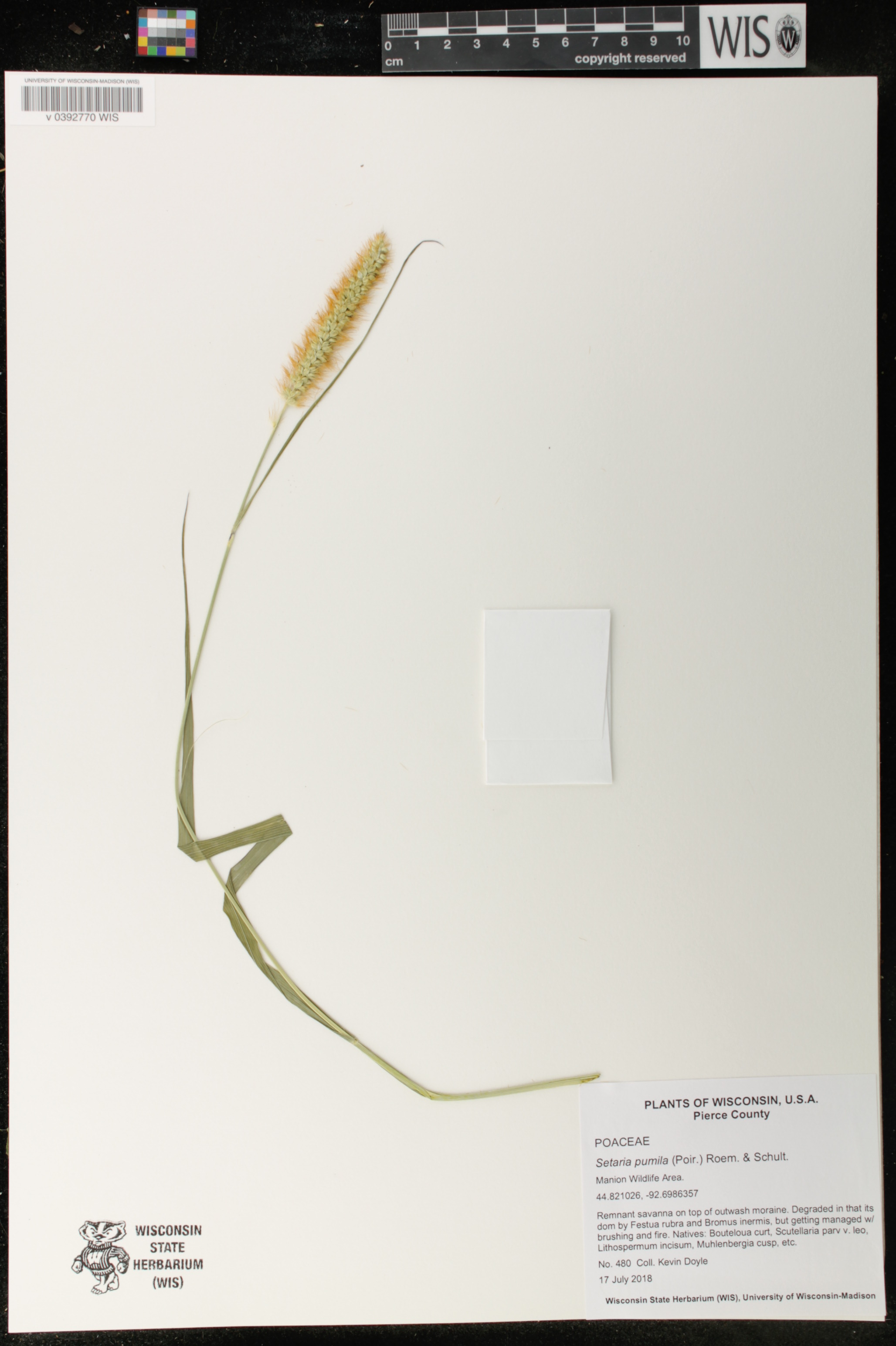 Setaria pumila image