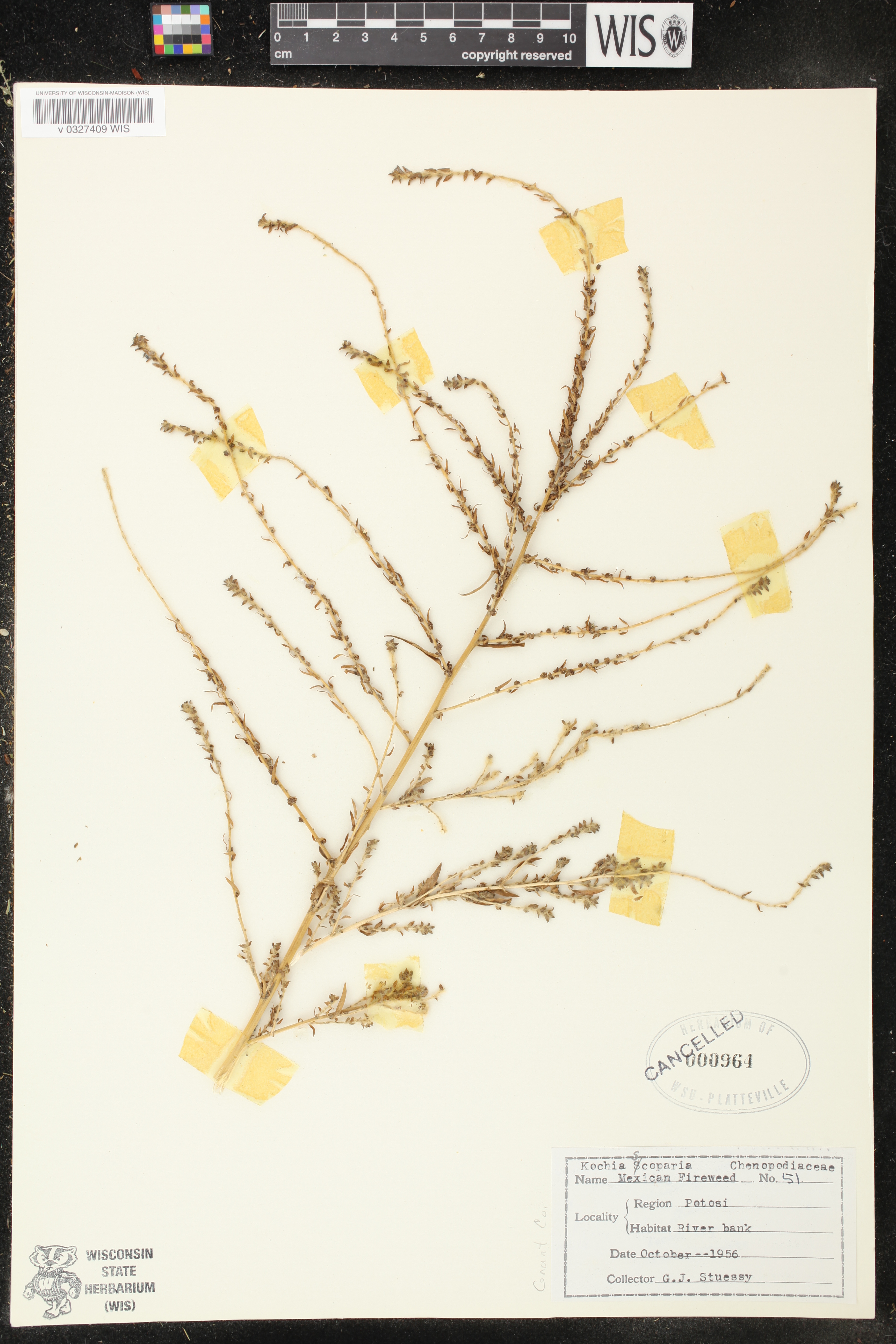 Bassia scoparia image