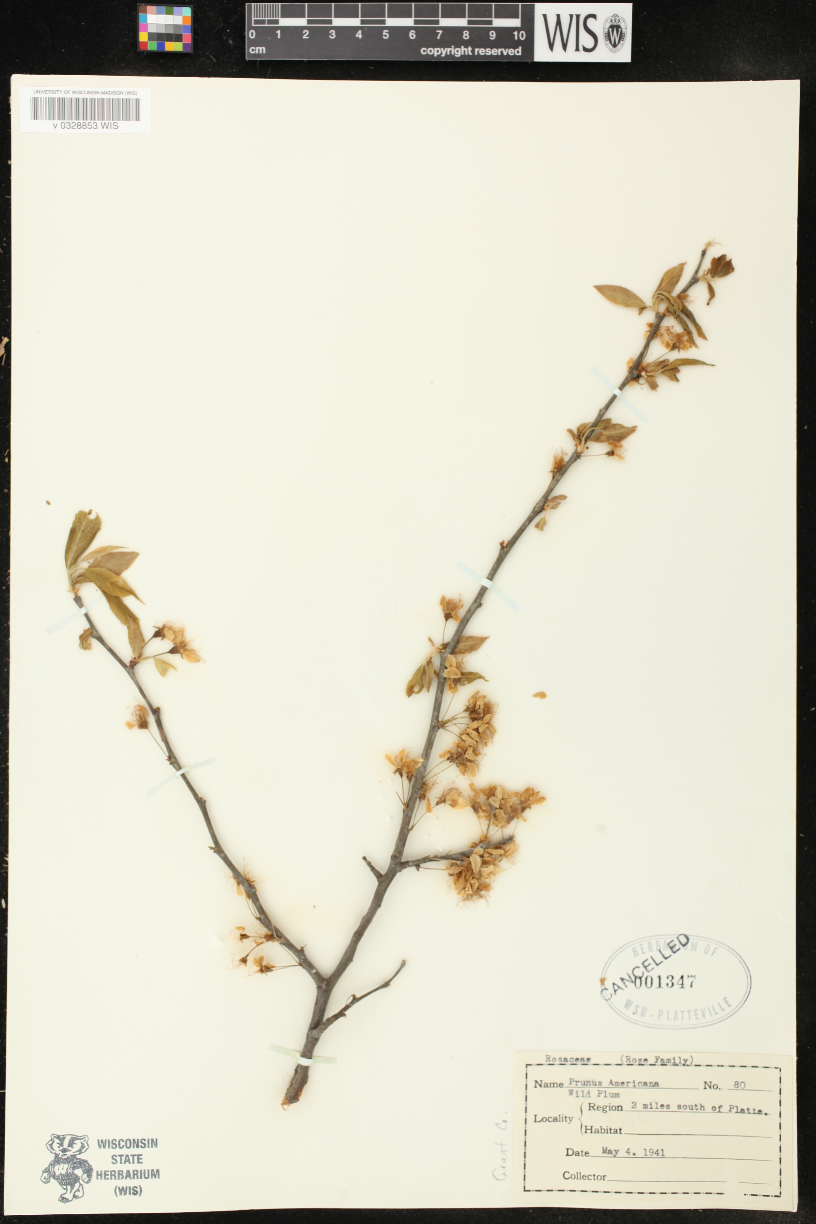 Prunus americana image