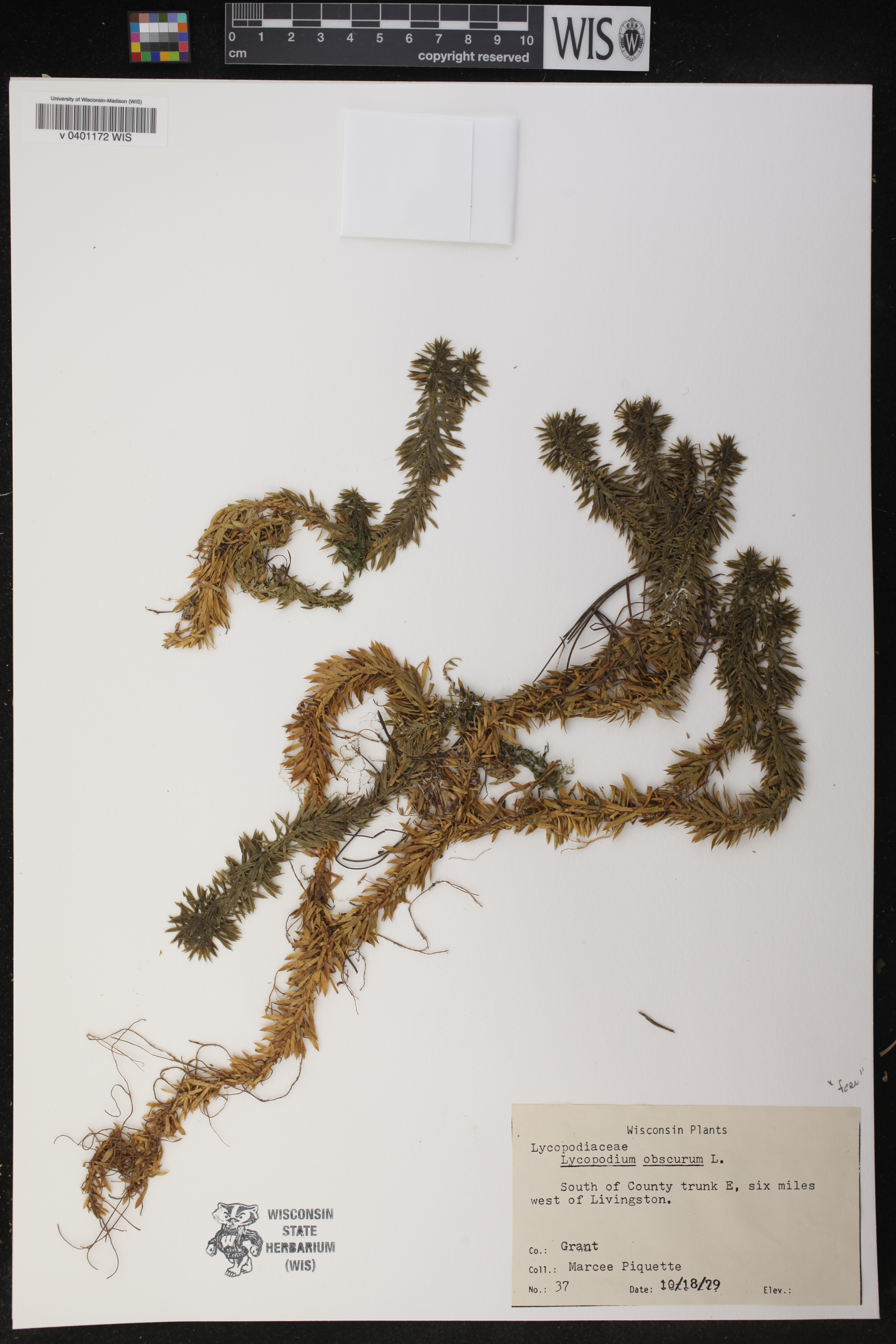 Dendrolycopodium obscurum image