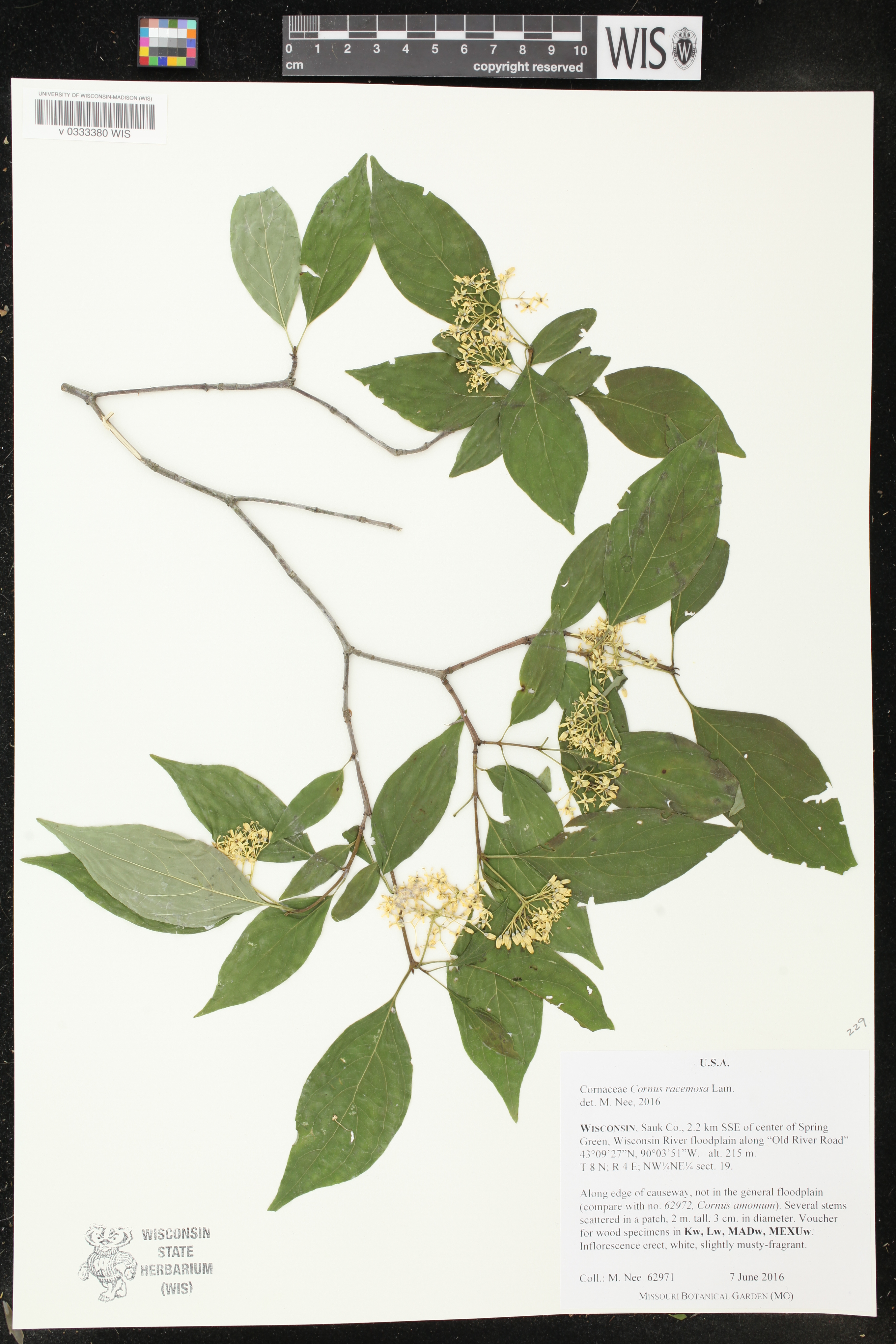 Cornus foemina subsp. racemosa image