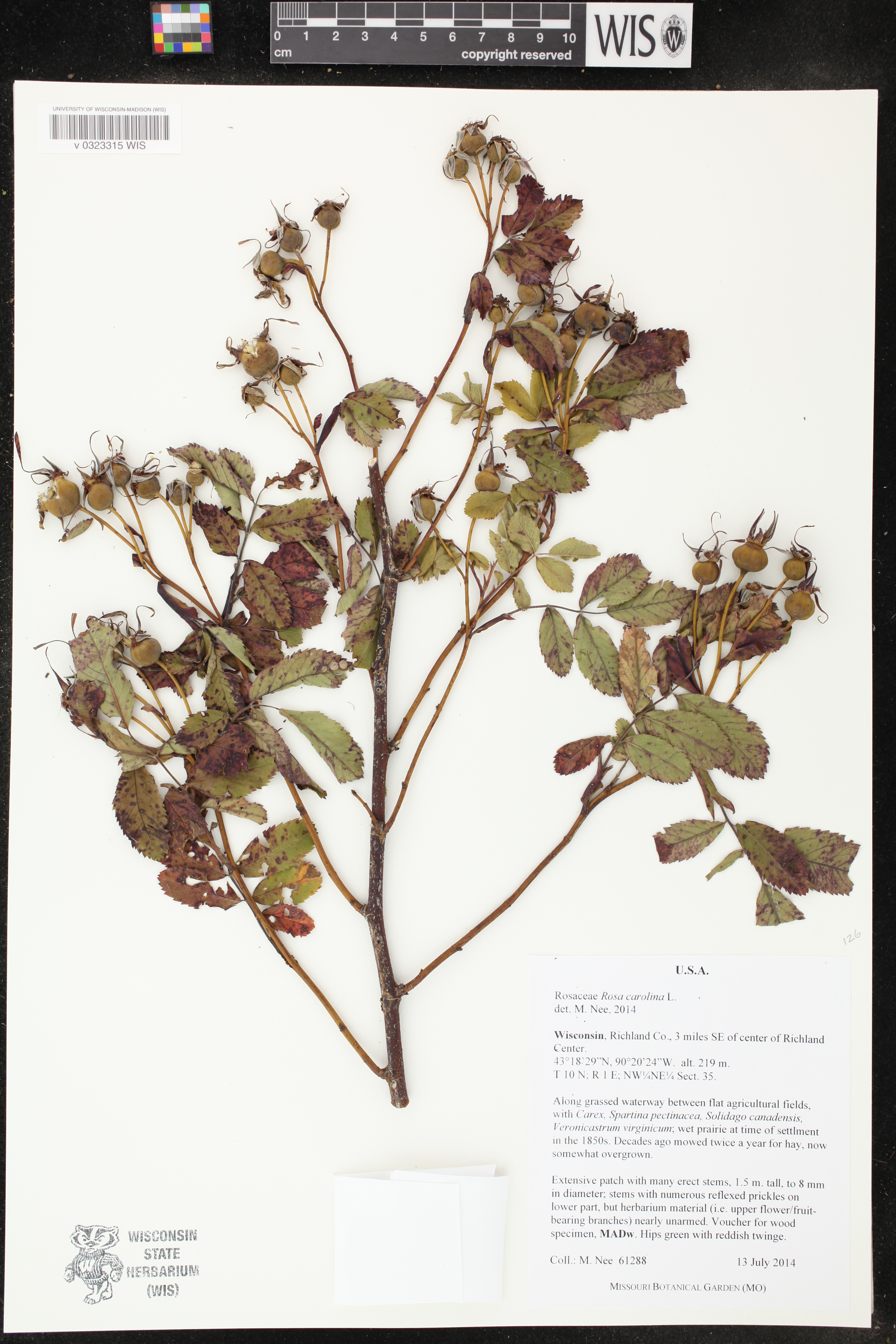 Rosa carolina image