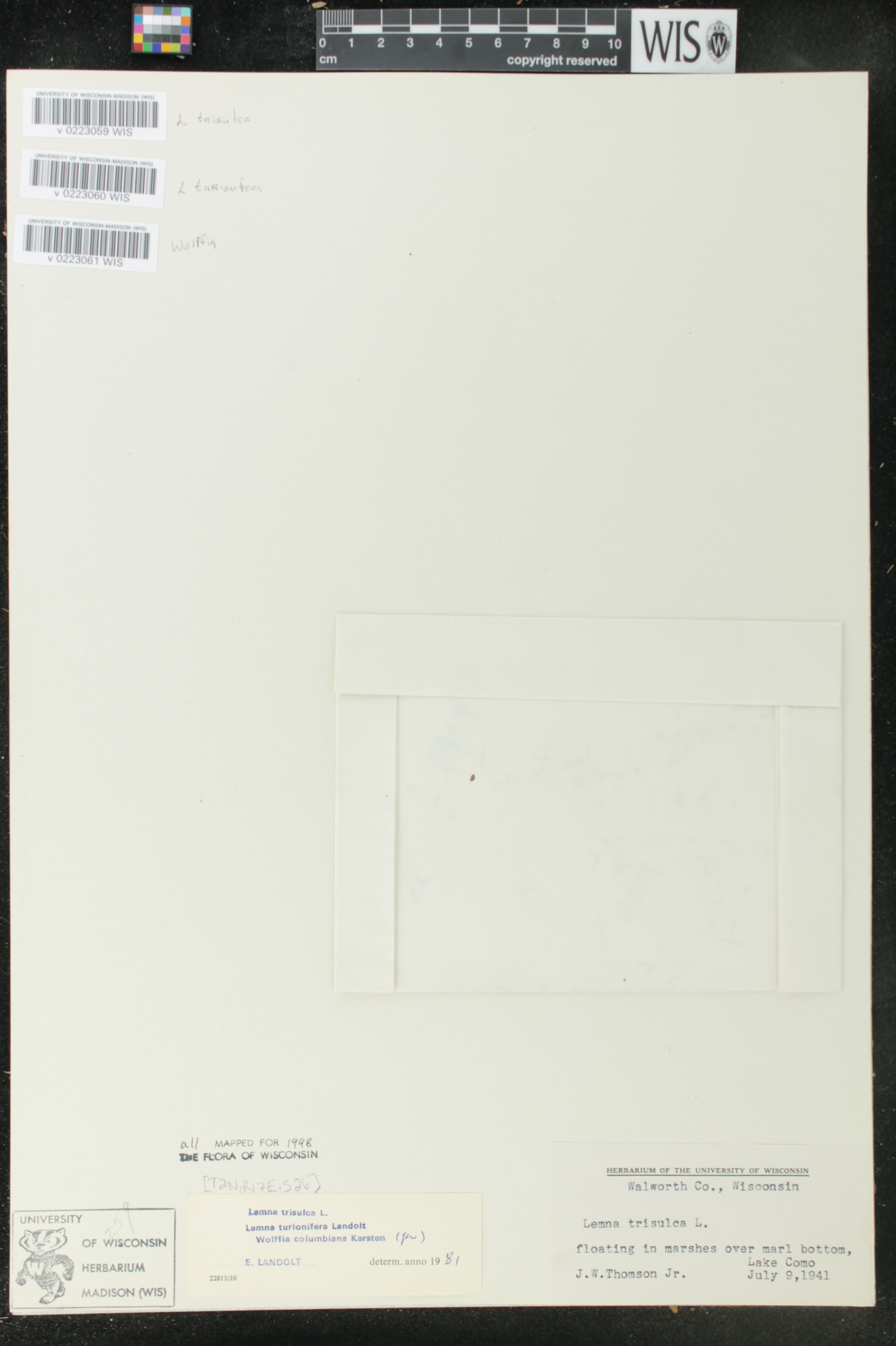 Wolffia columbiana image