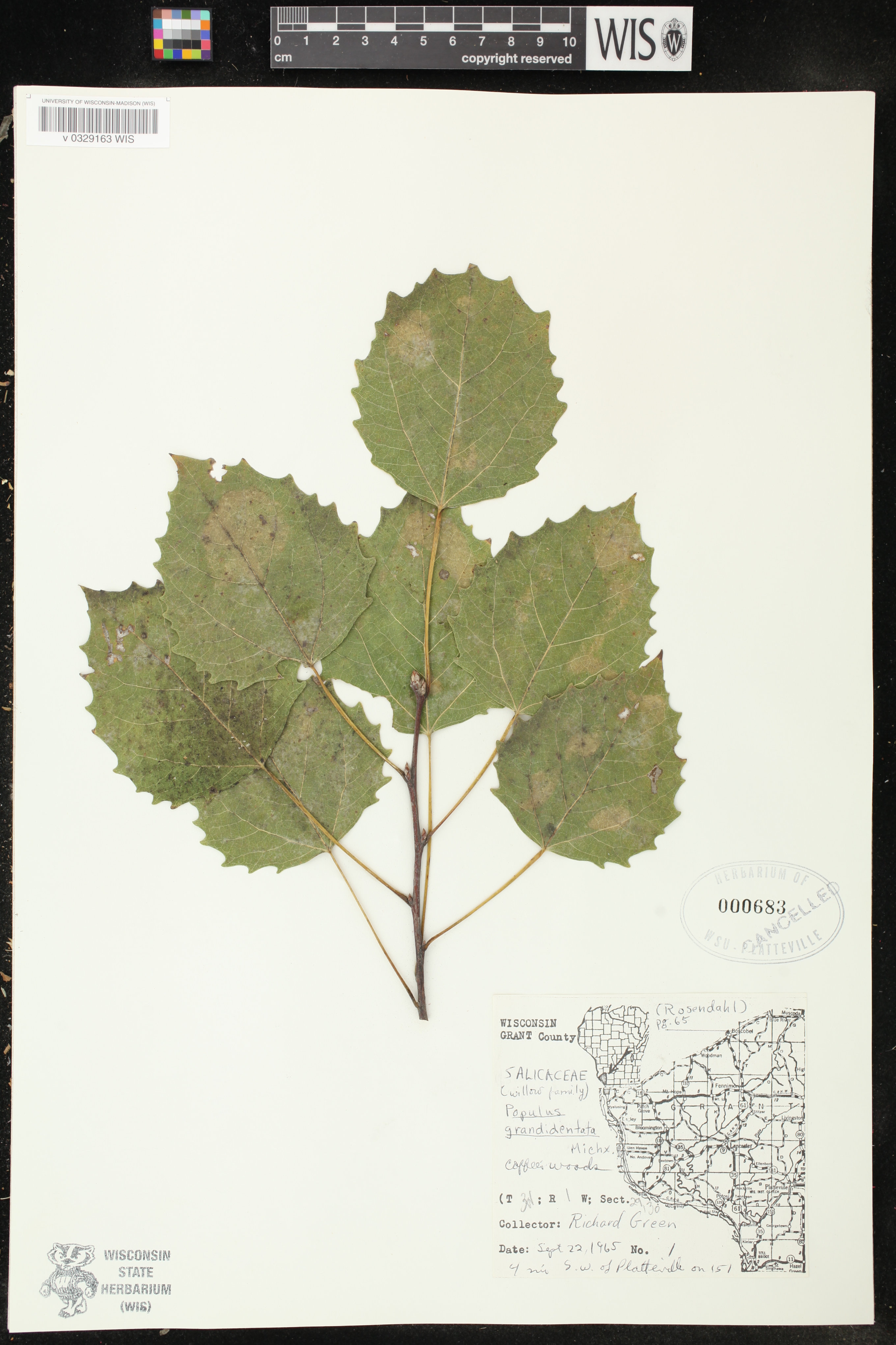 Populus grandidentata image