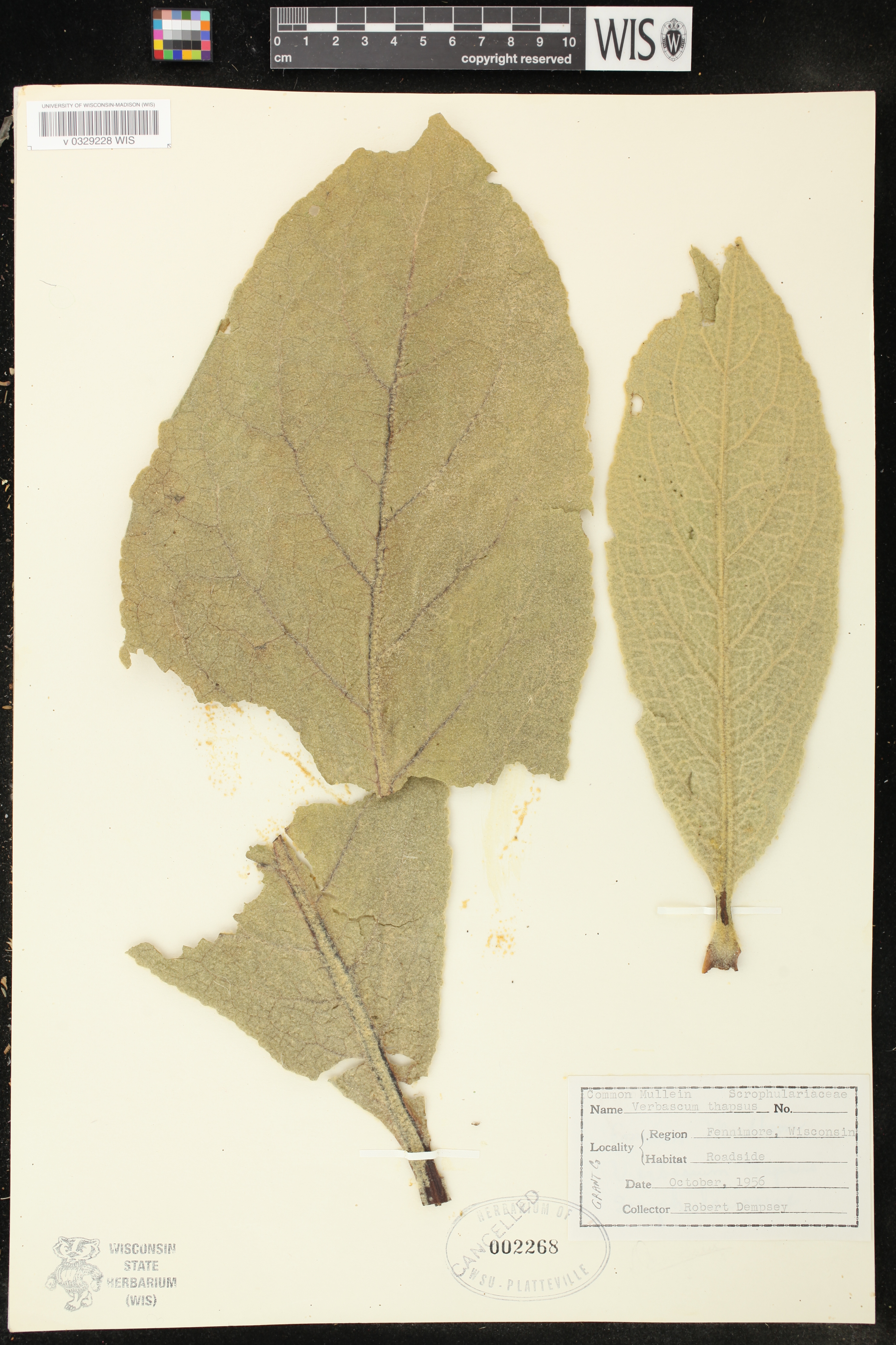 Verbascum thapsus image