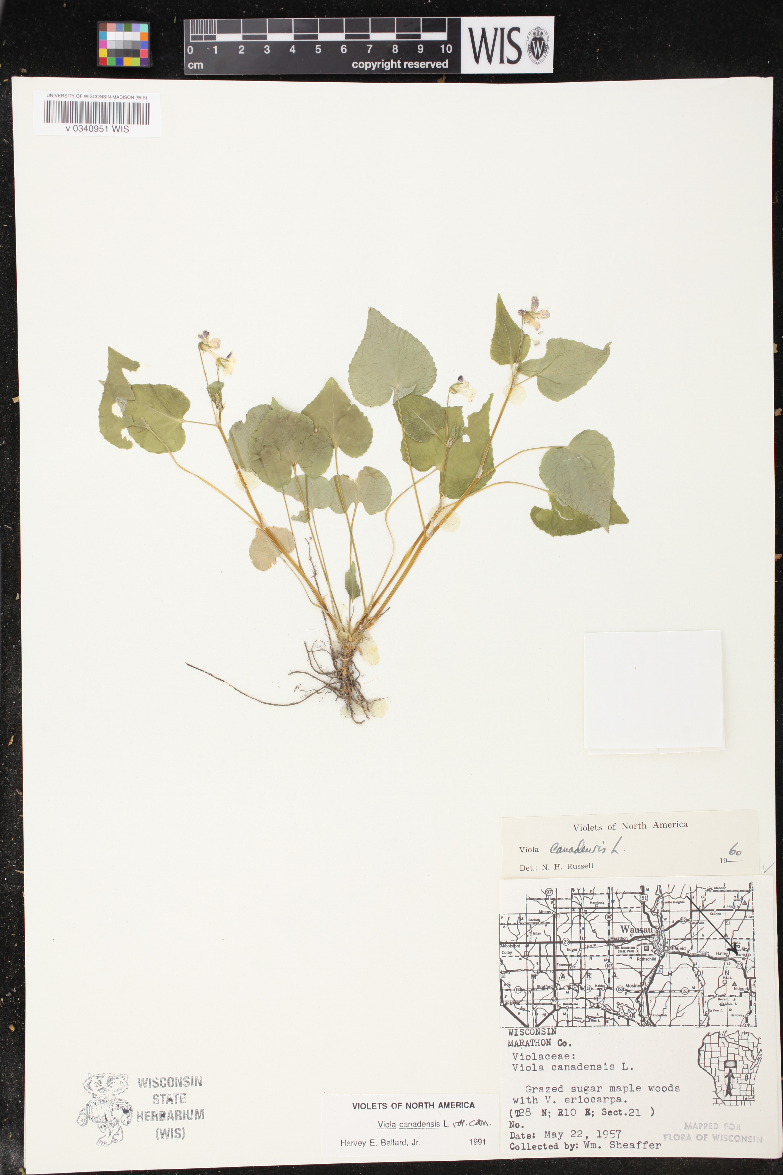 Viola canadensis image