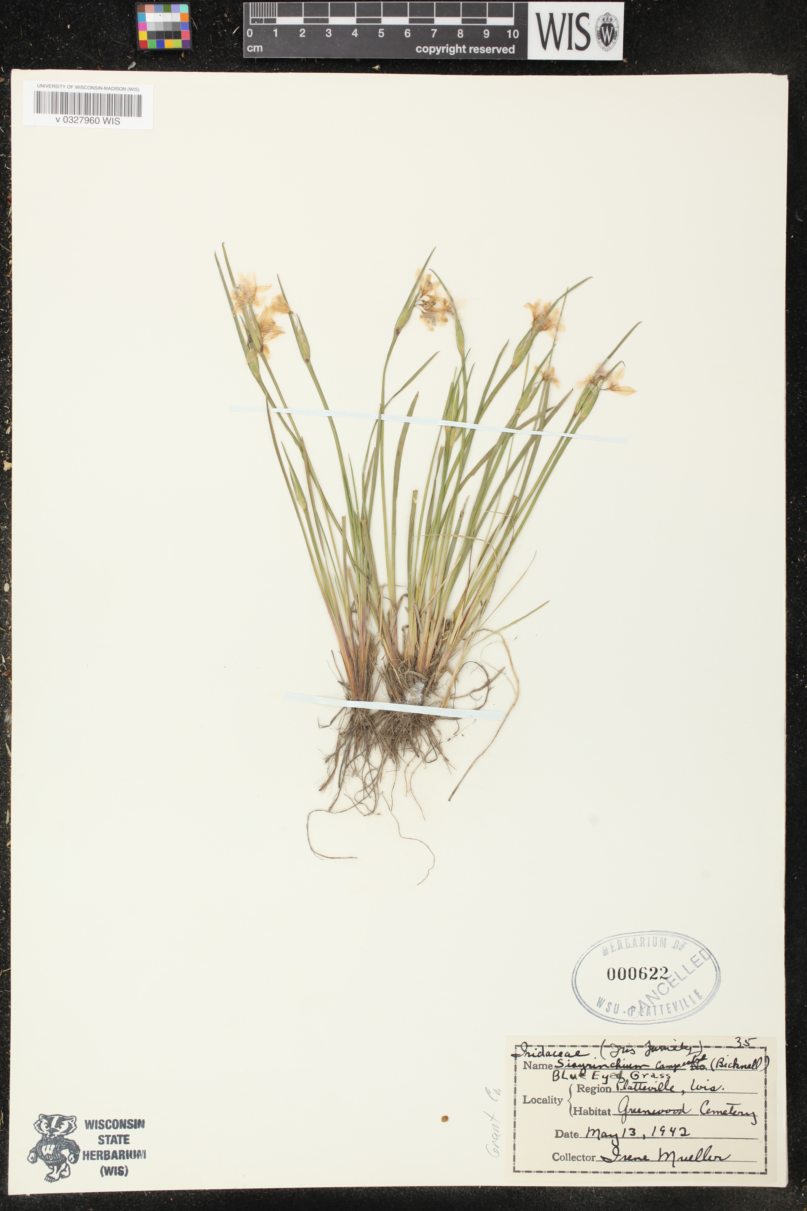 Sisyrinchium campestre image