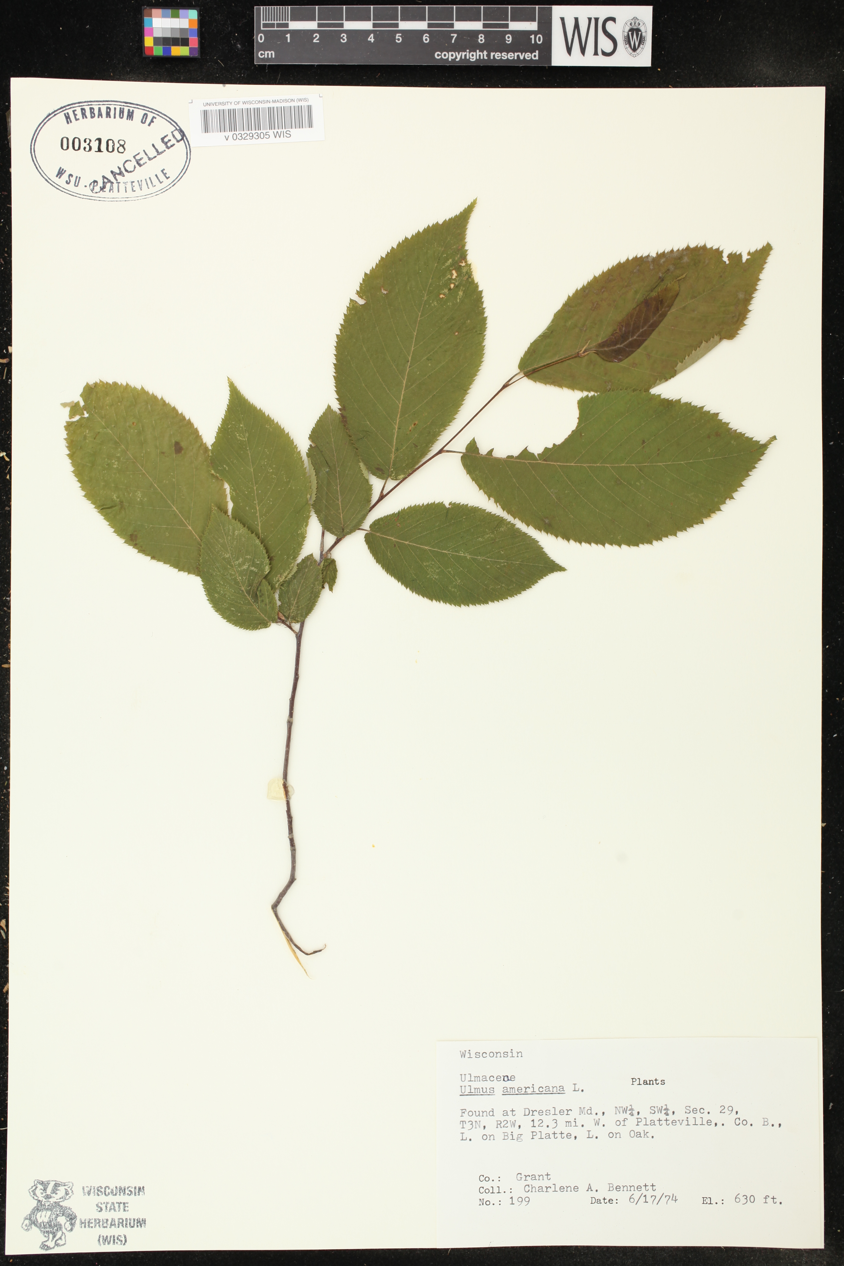 Ulmus americana image