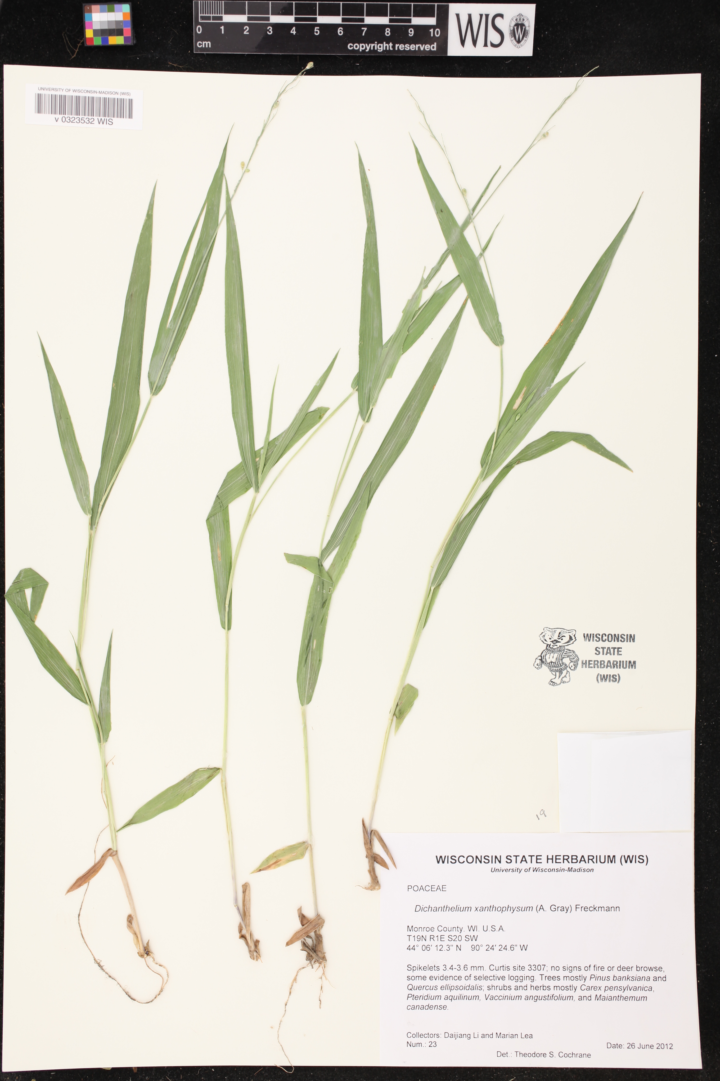 Dichanthelium xanthophysum image