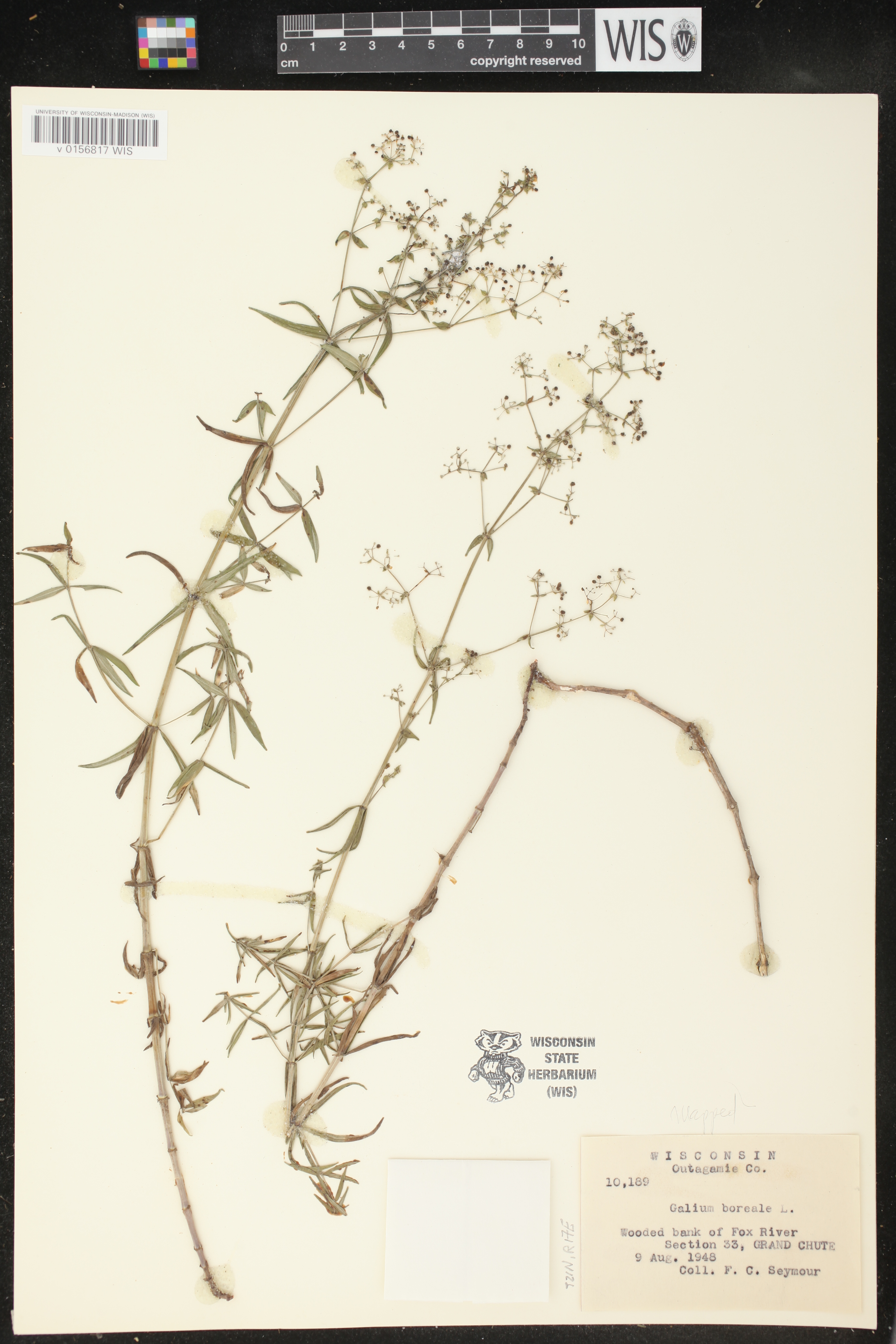 Galium boreale image