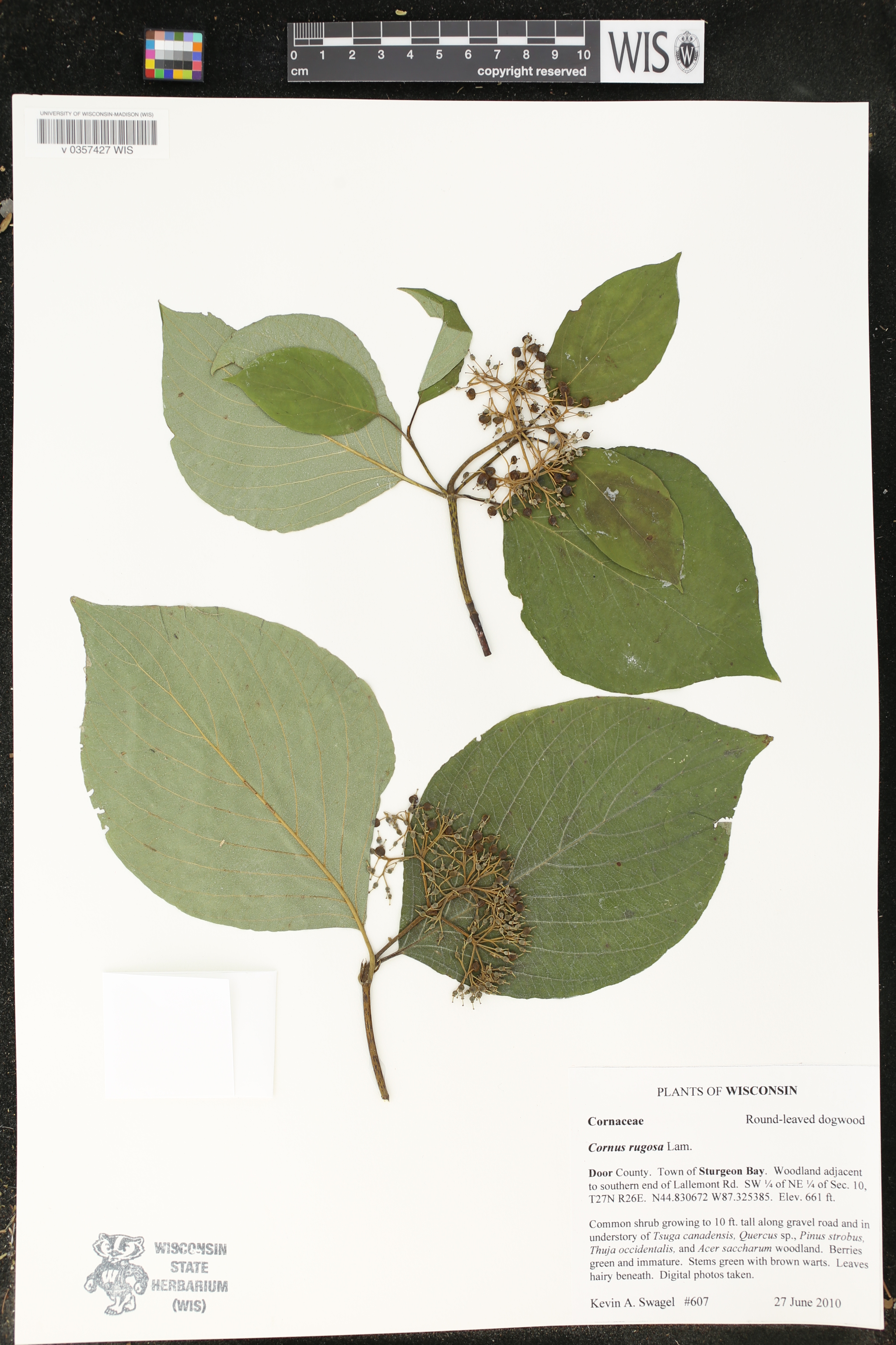Cornus rugosa image
