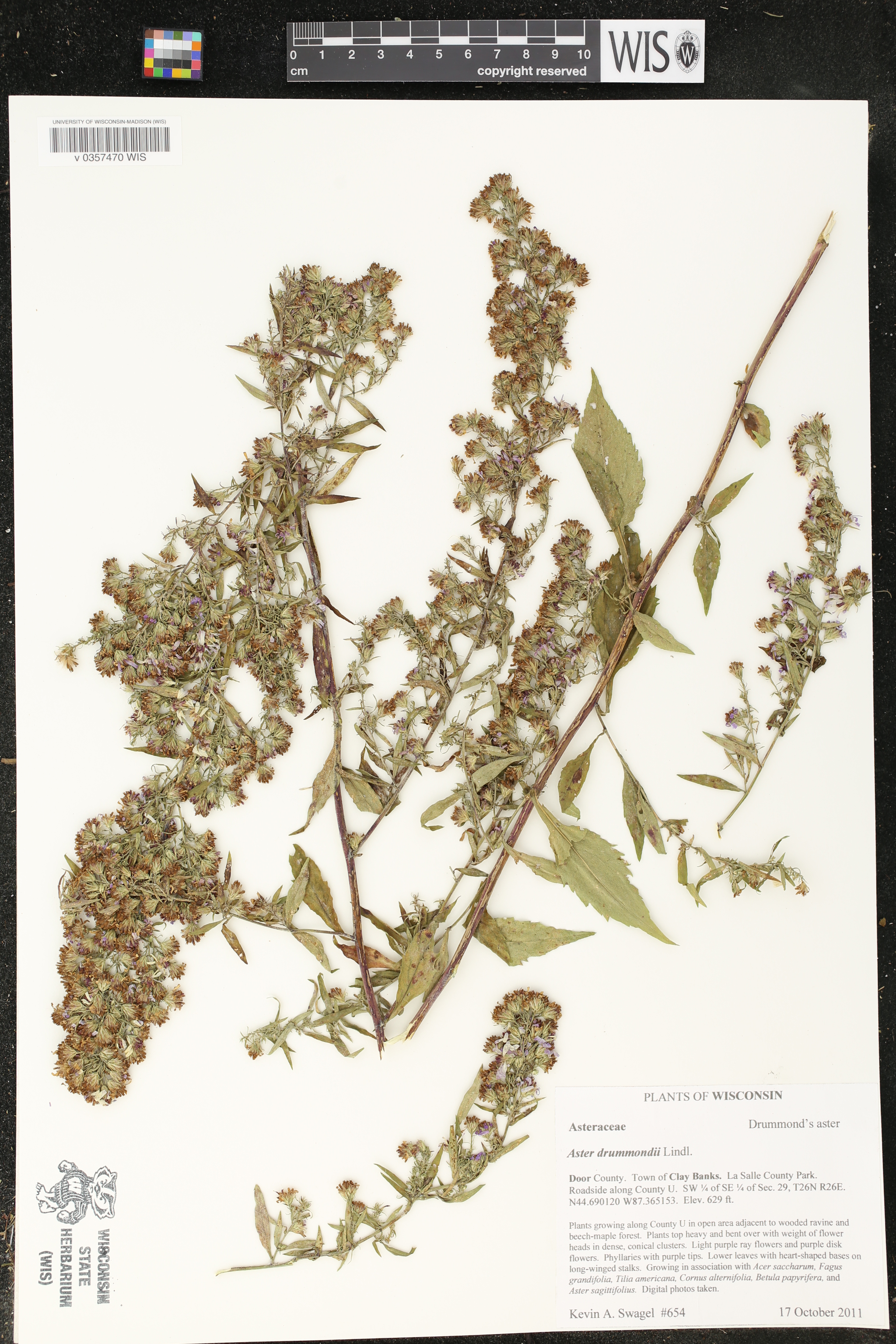Image of Aster drummondii
