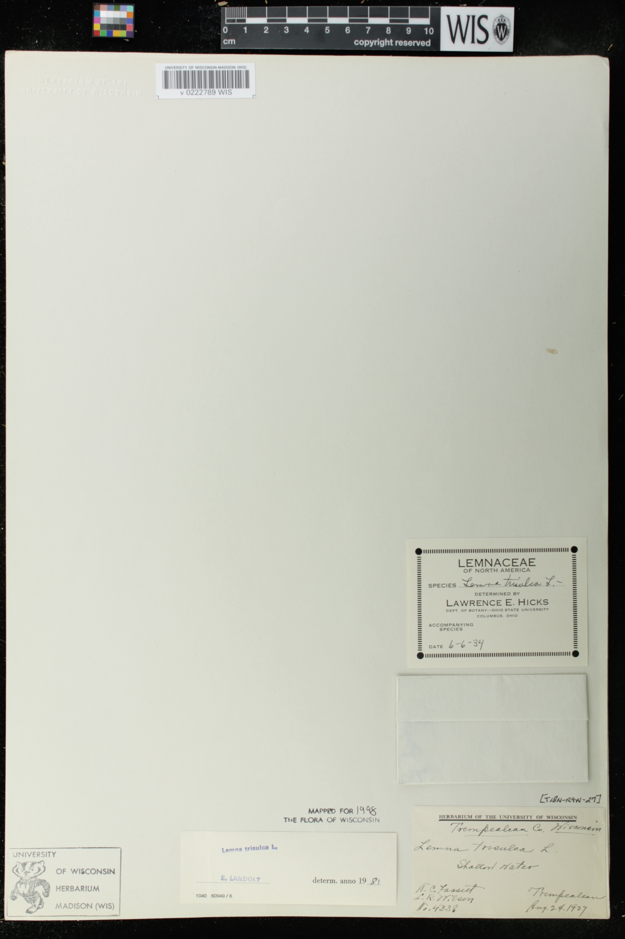 Lemna trisulca image