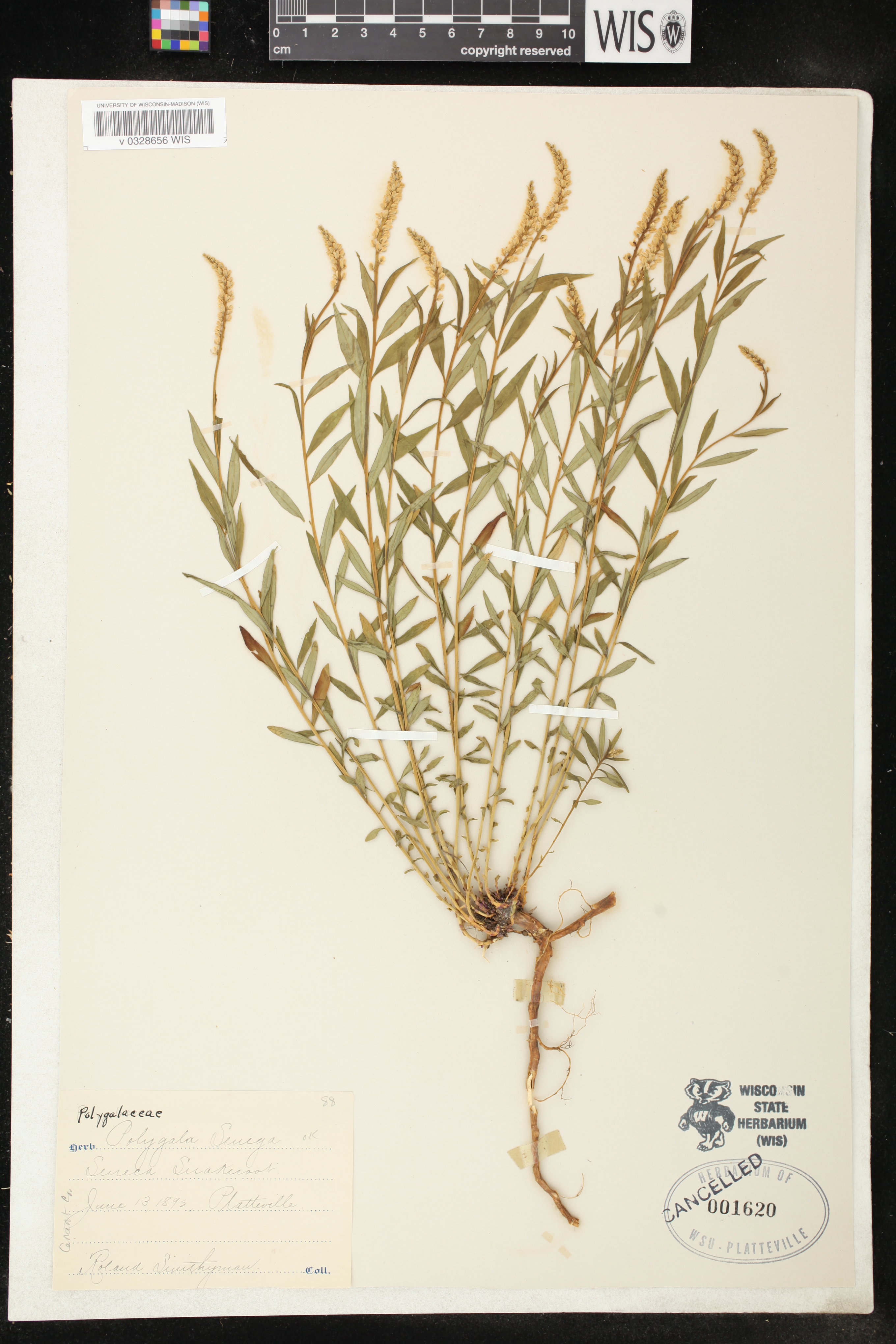 Polygala senega image