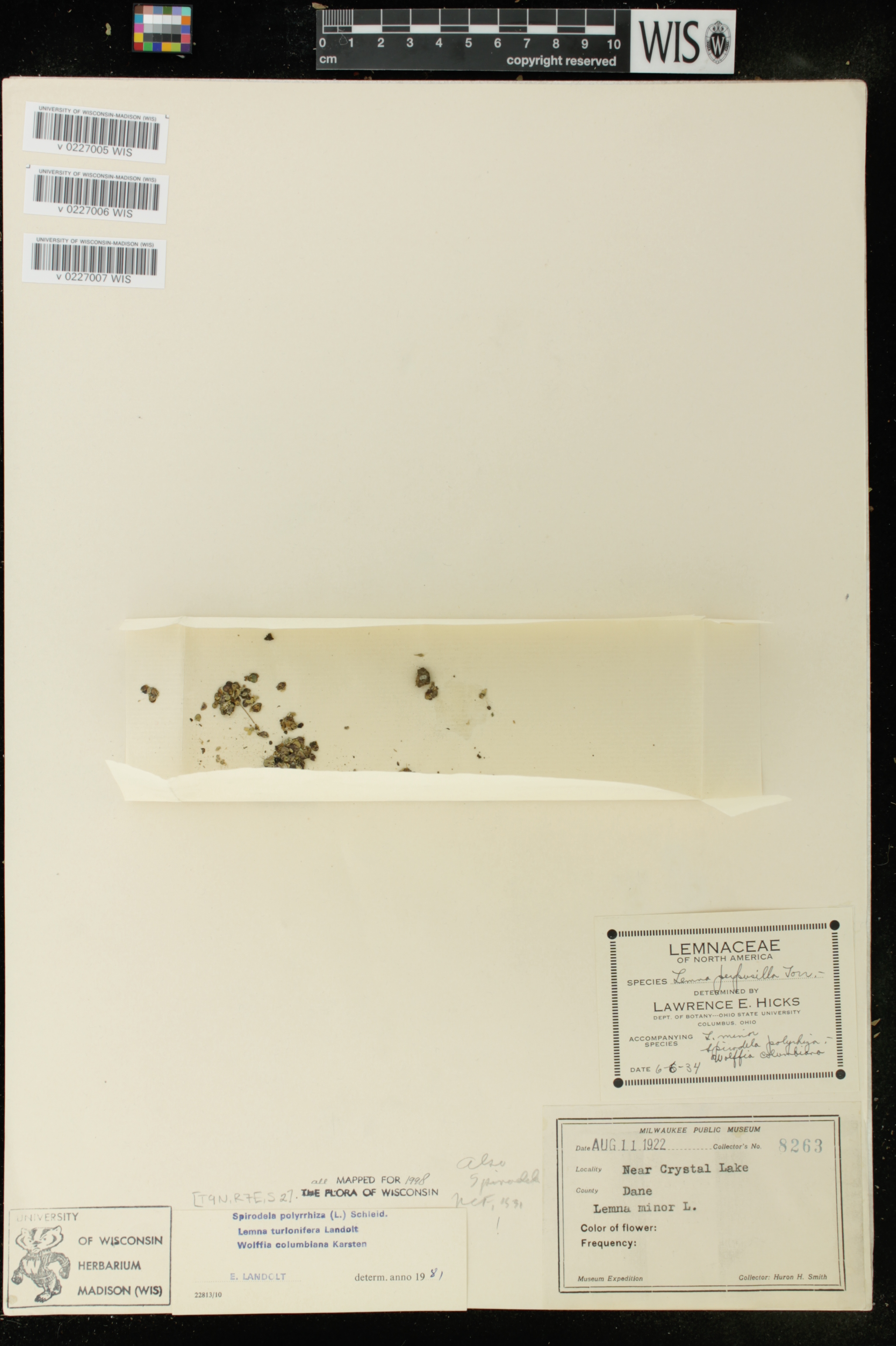 Wolffia columbiana image