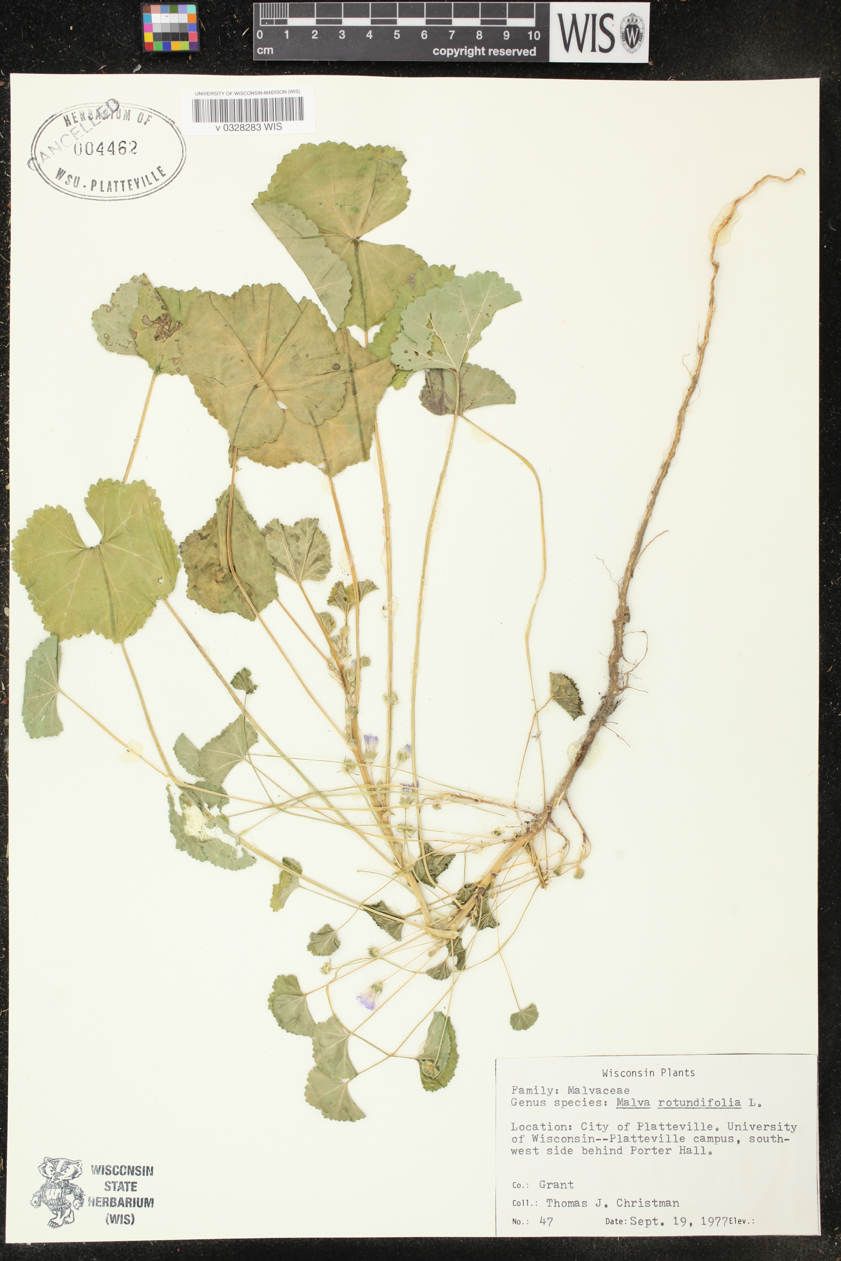 Malva neglecta image