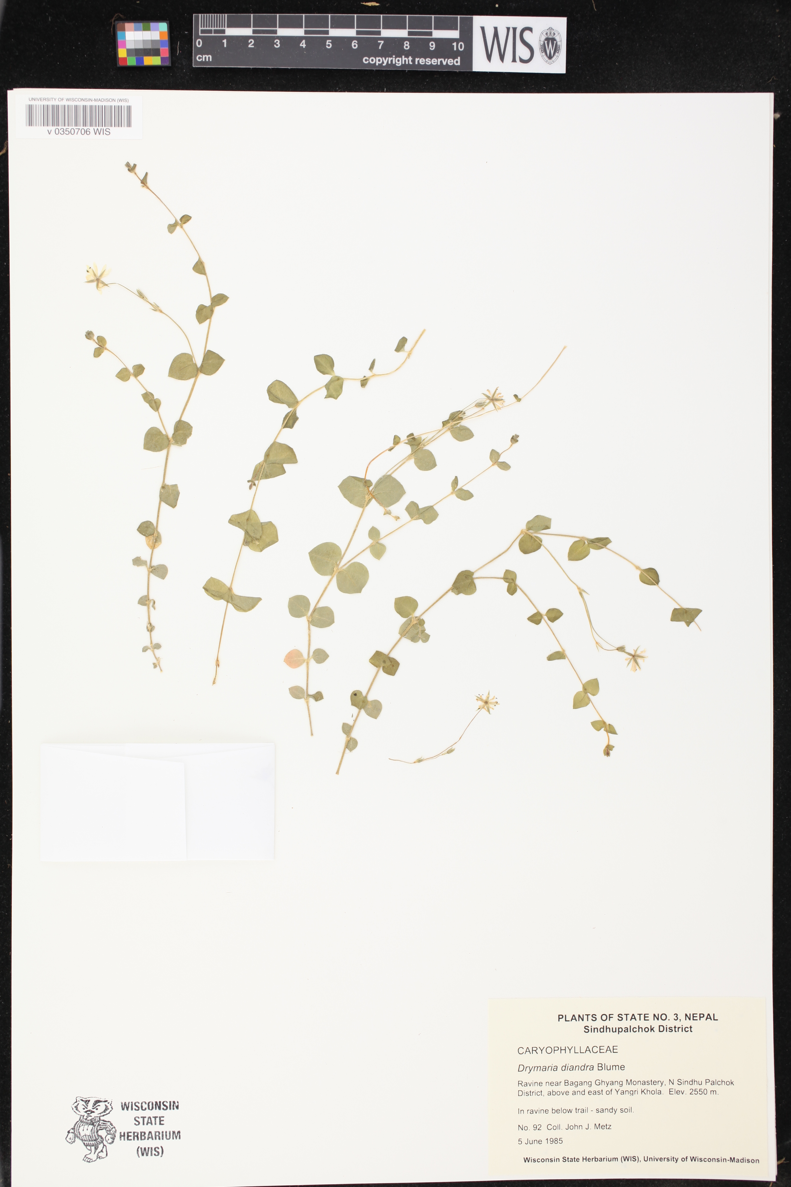 Drymaria diandra image