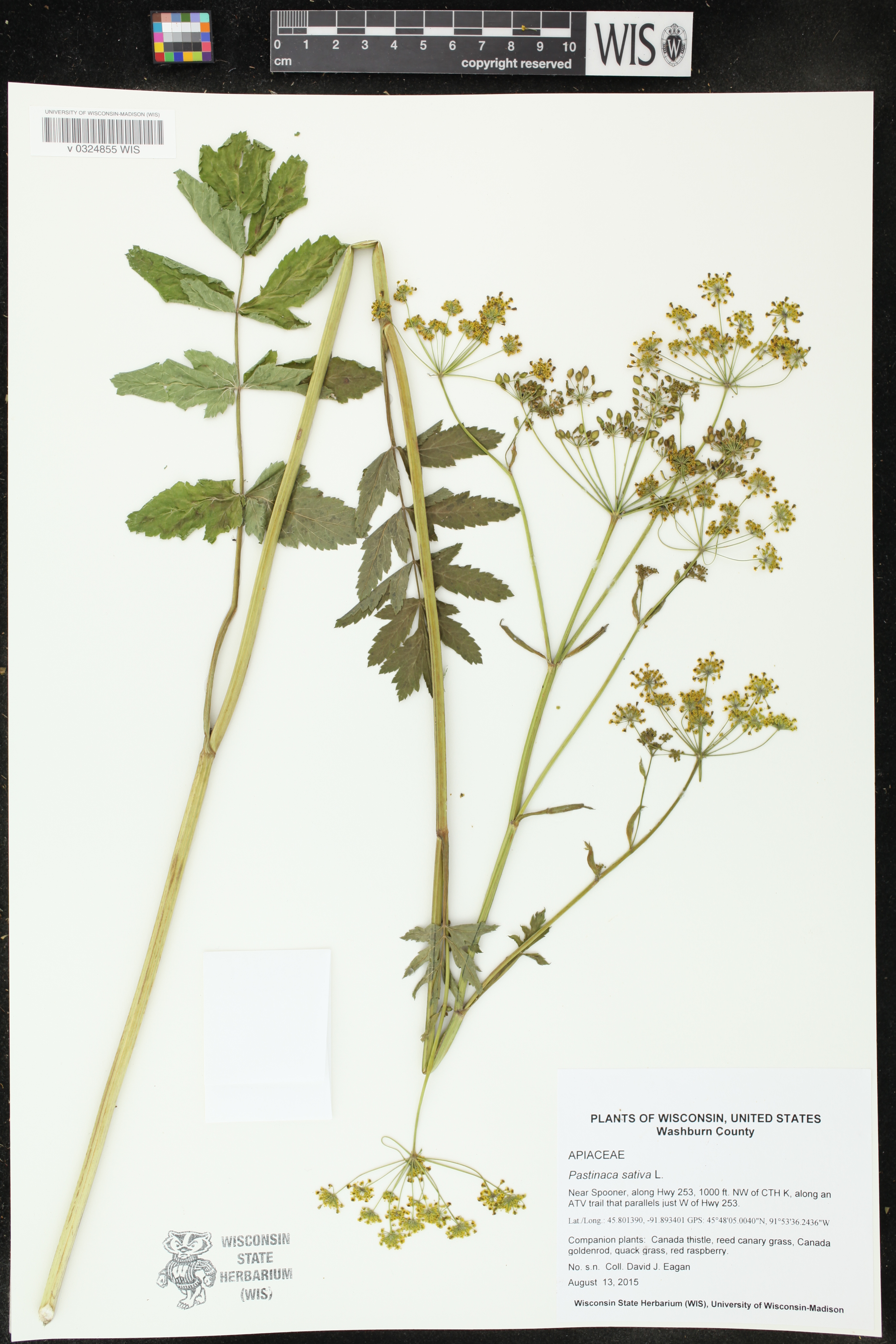Pastinaca sativa image