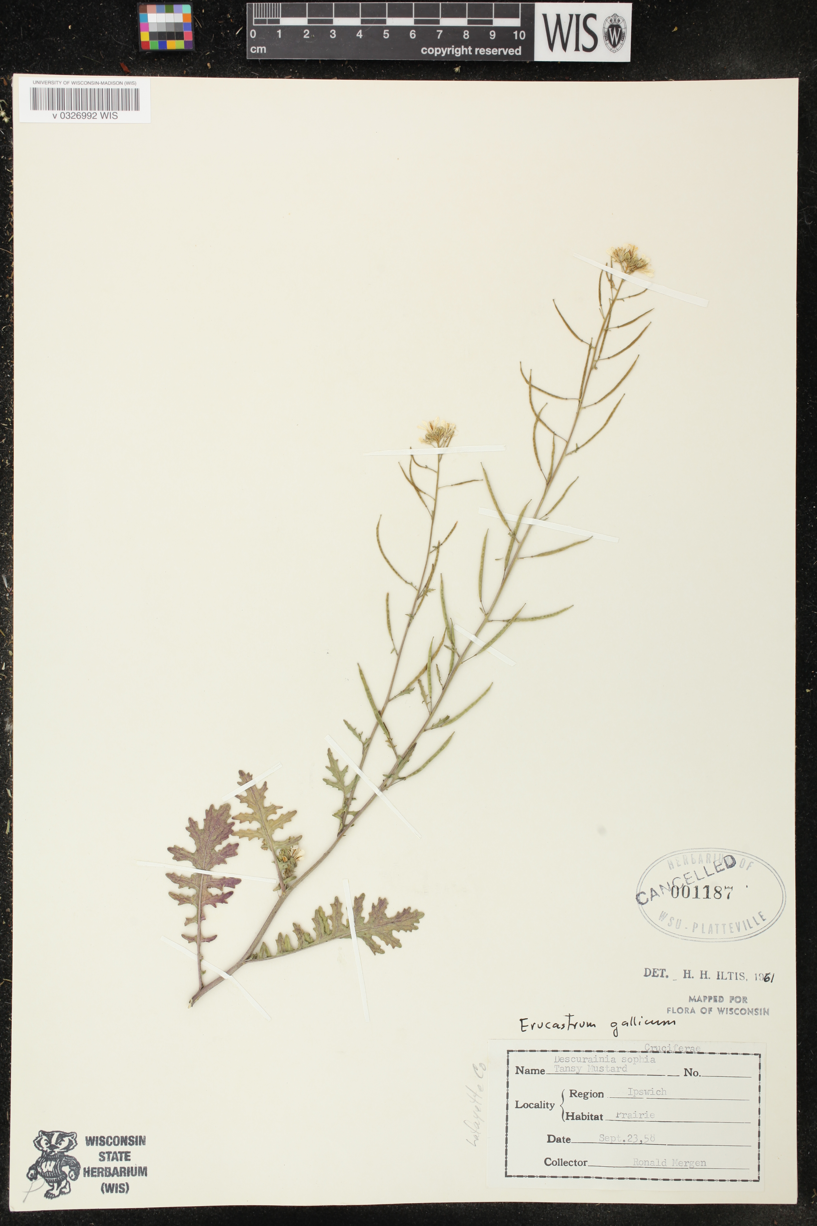 Erucastrum gallicum image