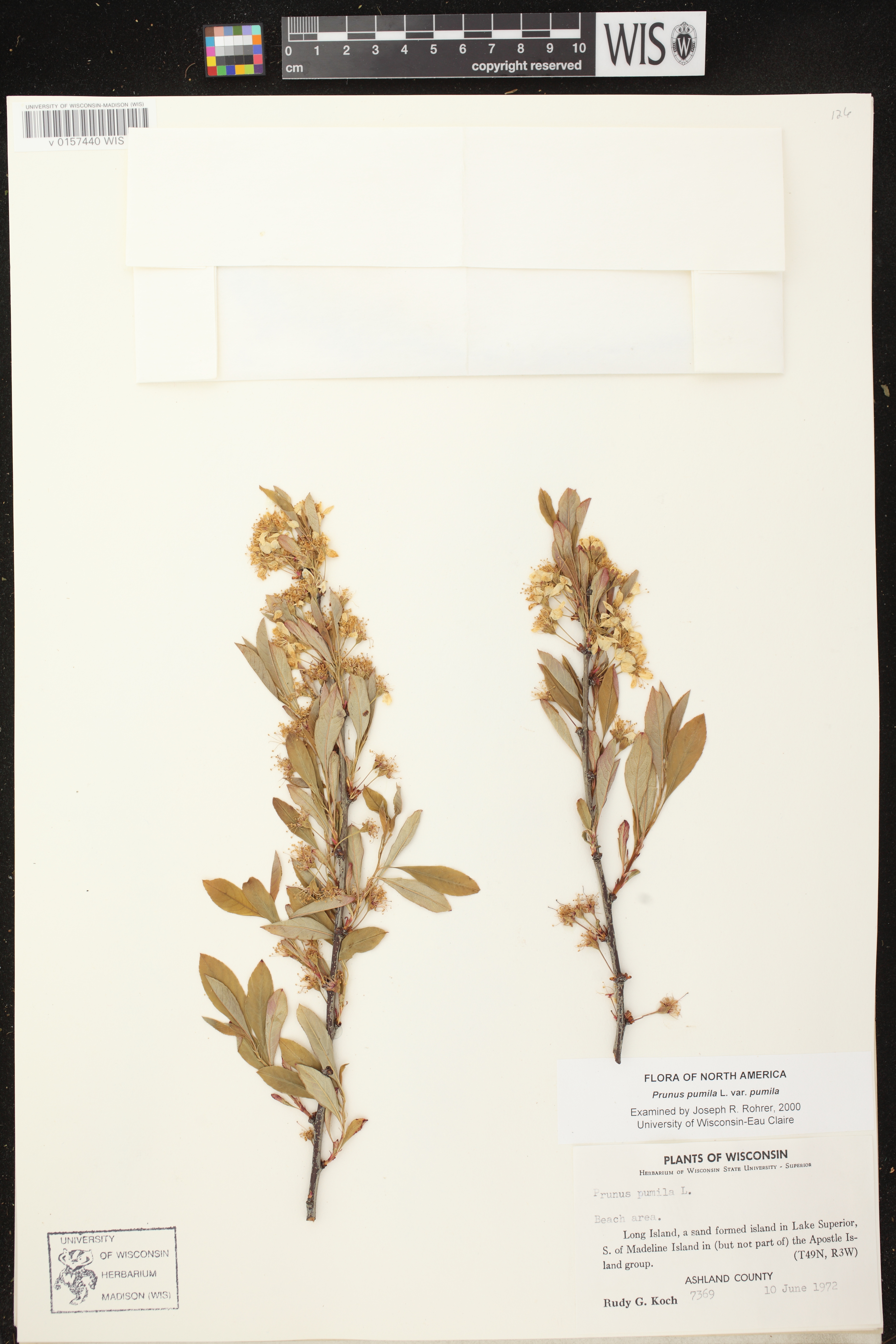 Image of Prunus pumila var. pumila