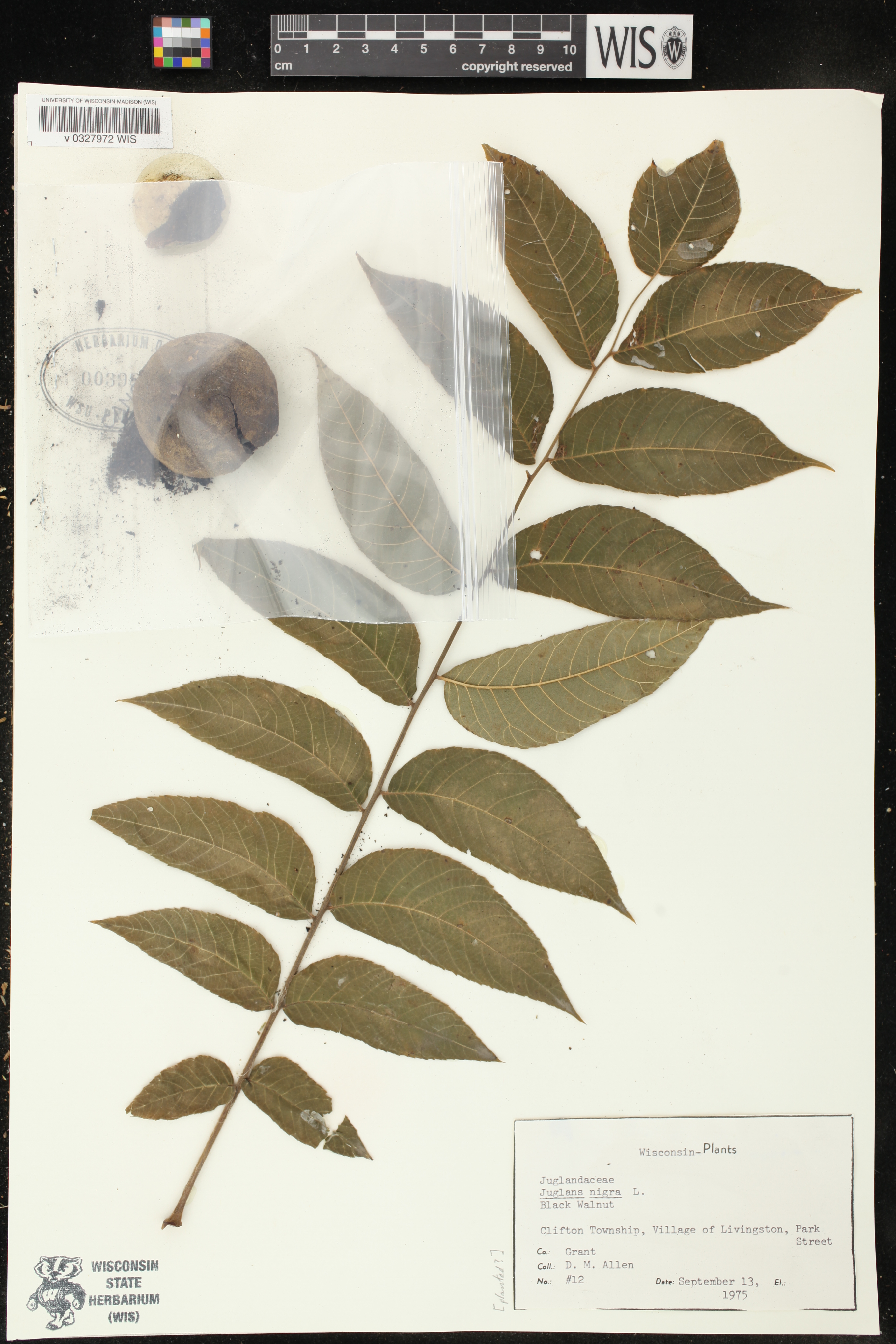 Juglans nigra image