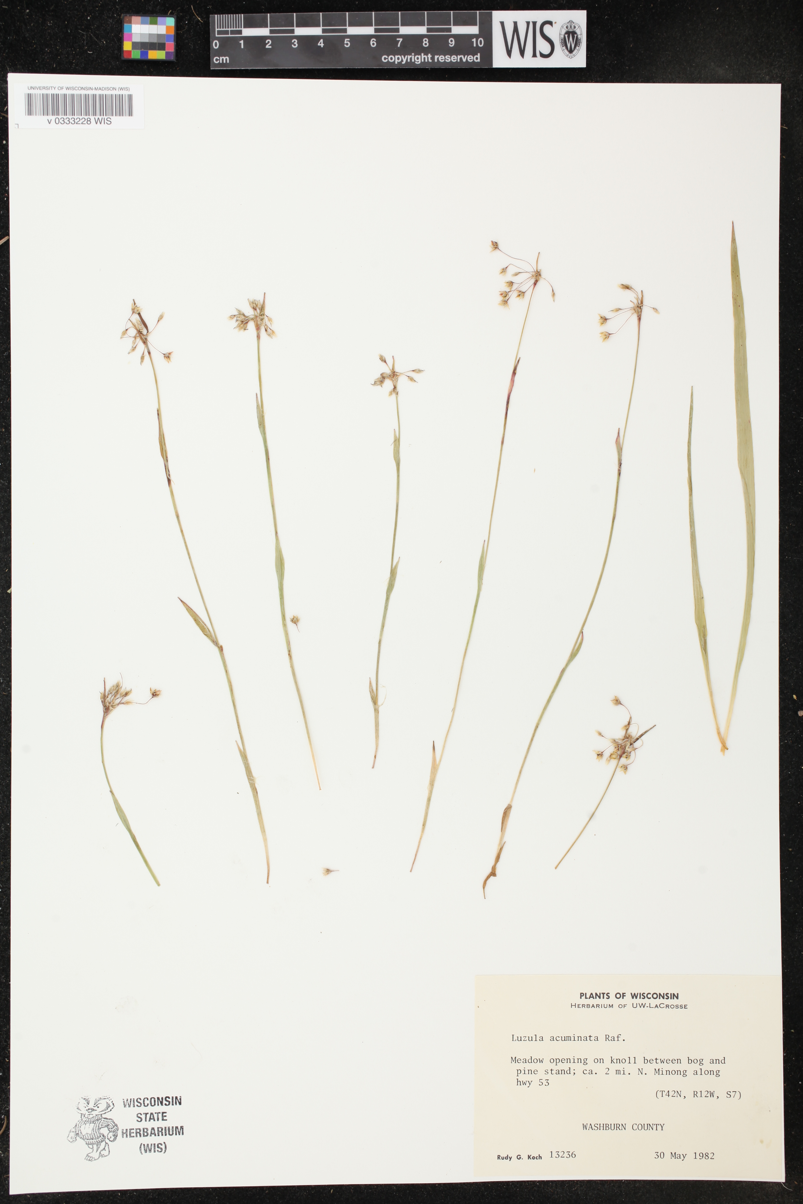 Luzula acuminata image