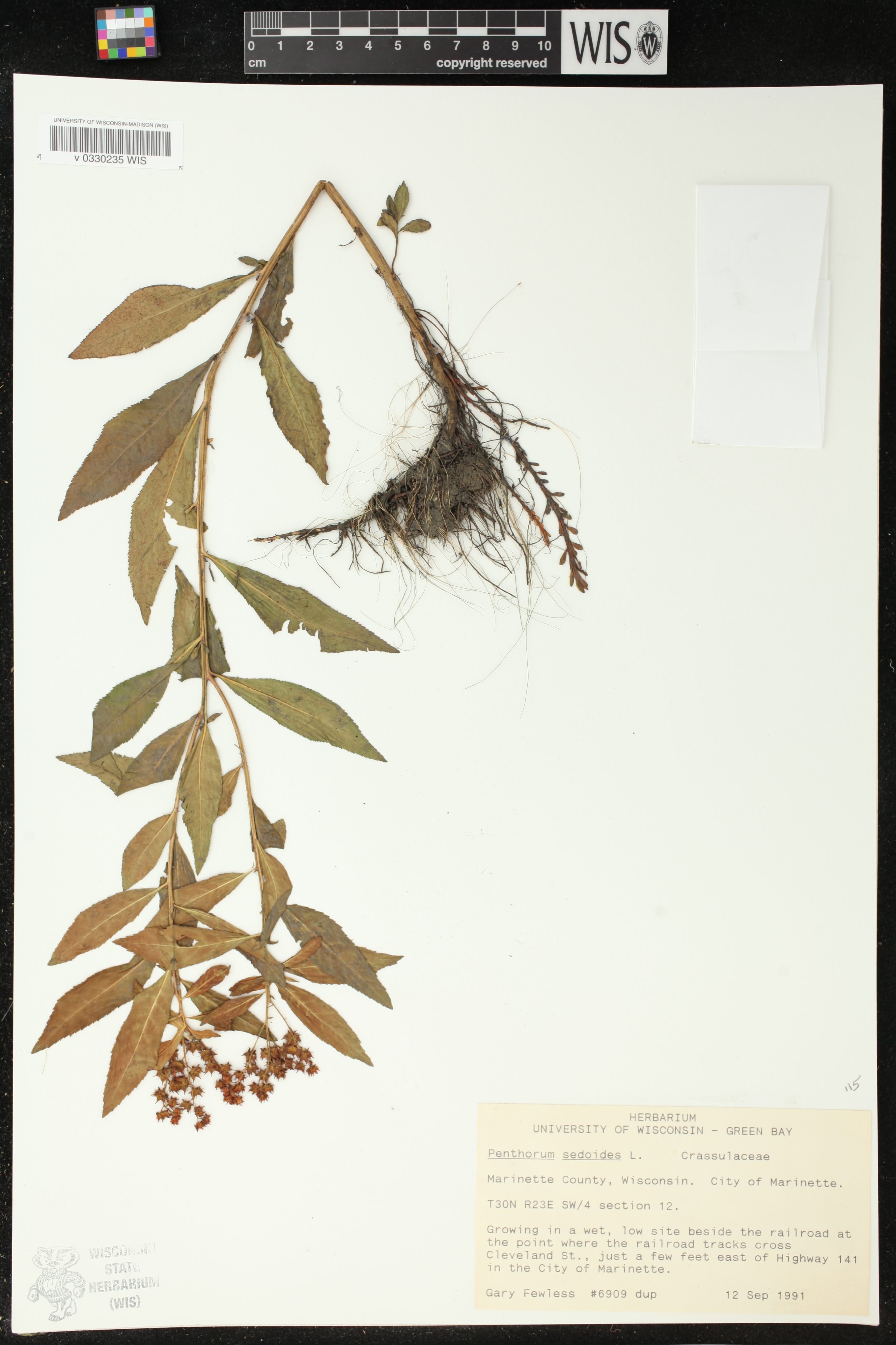 Penthorum sedoides image