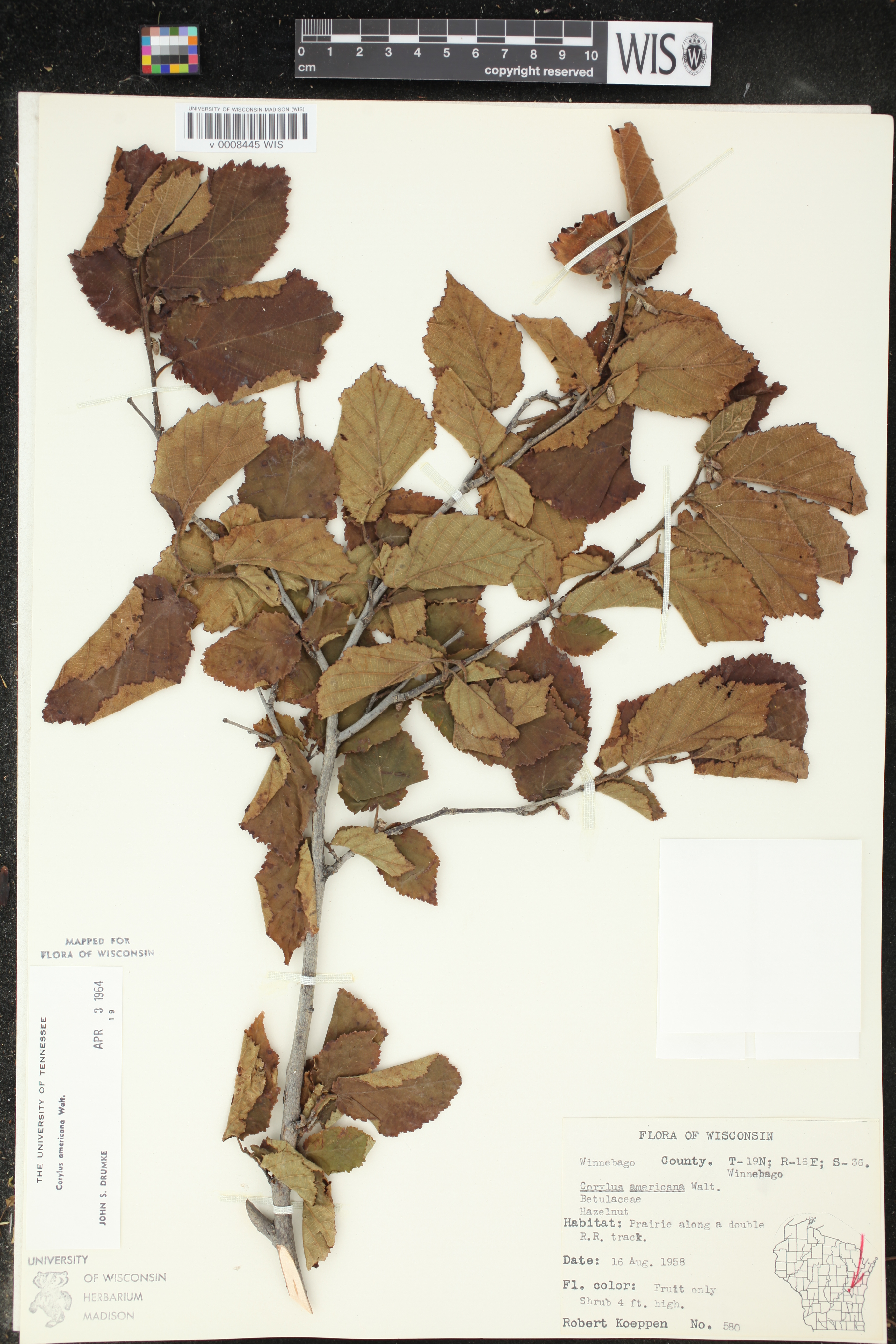 Corylus americana image