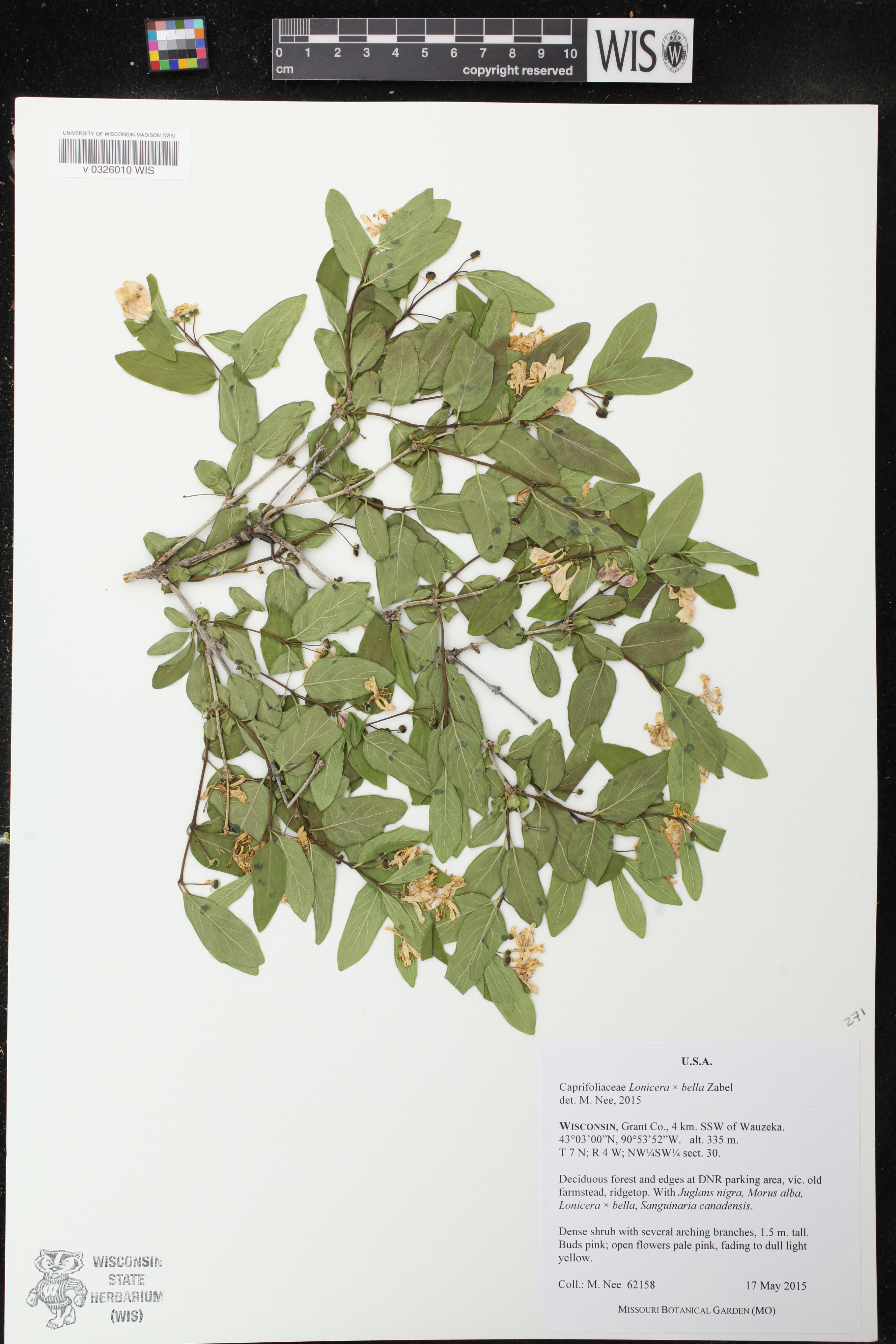 Lonicera X bella image