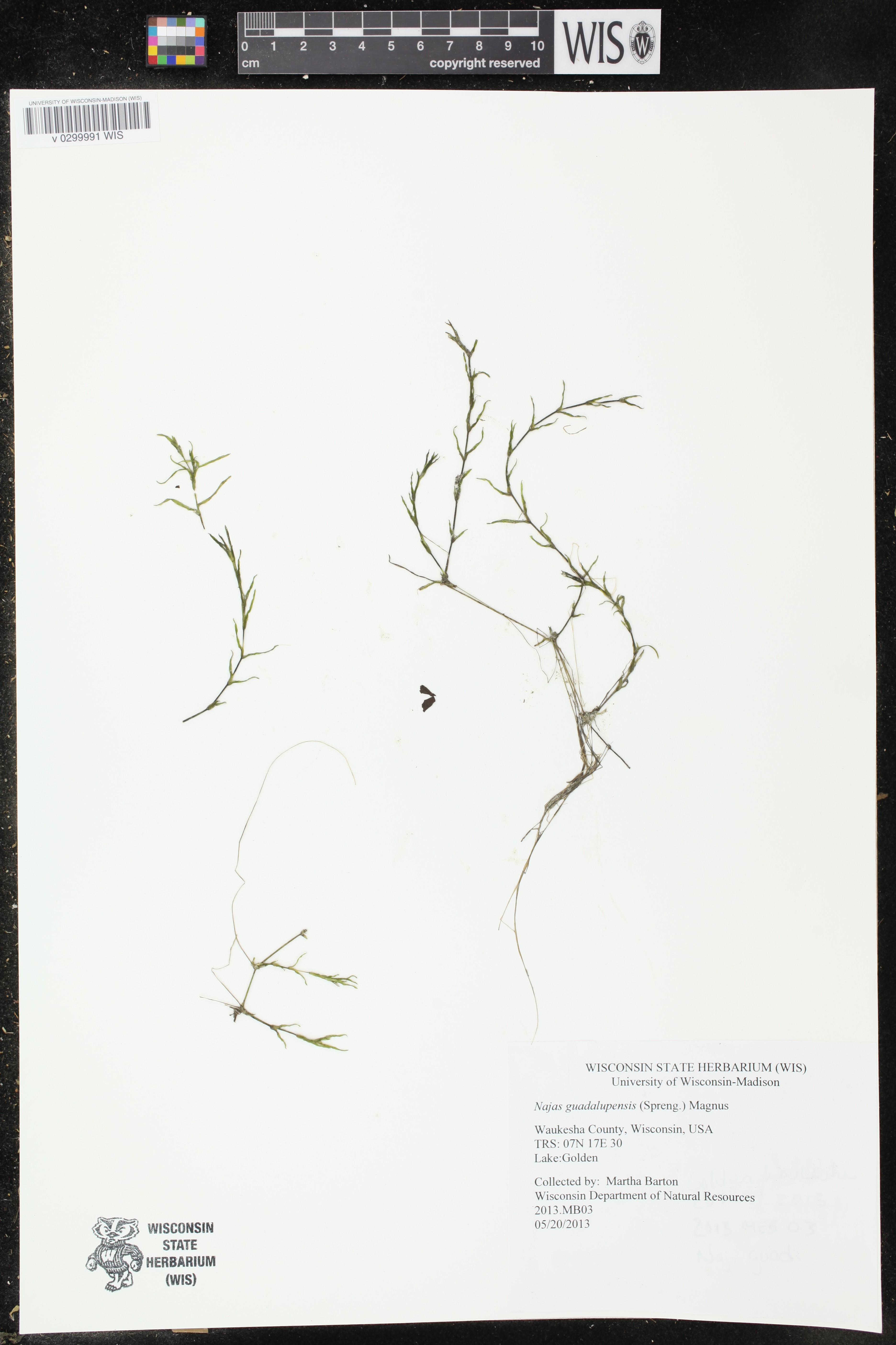 Najas guadalupensis image