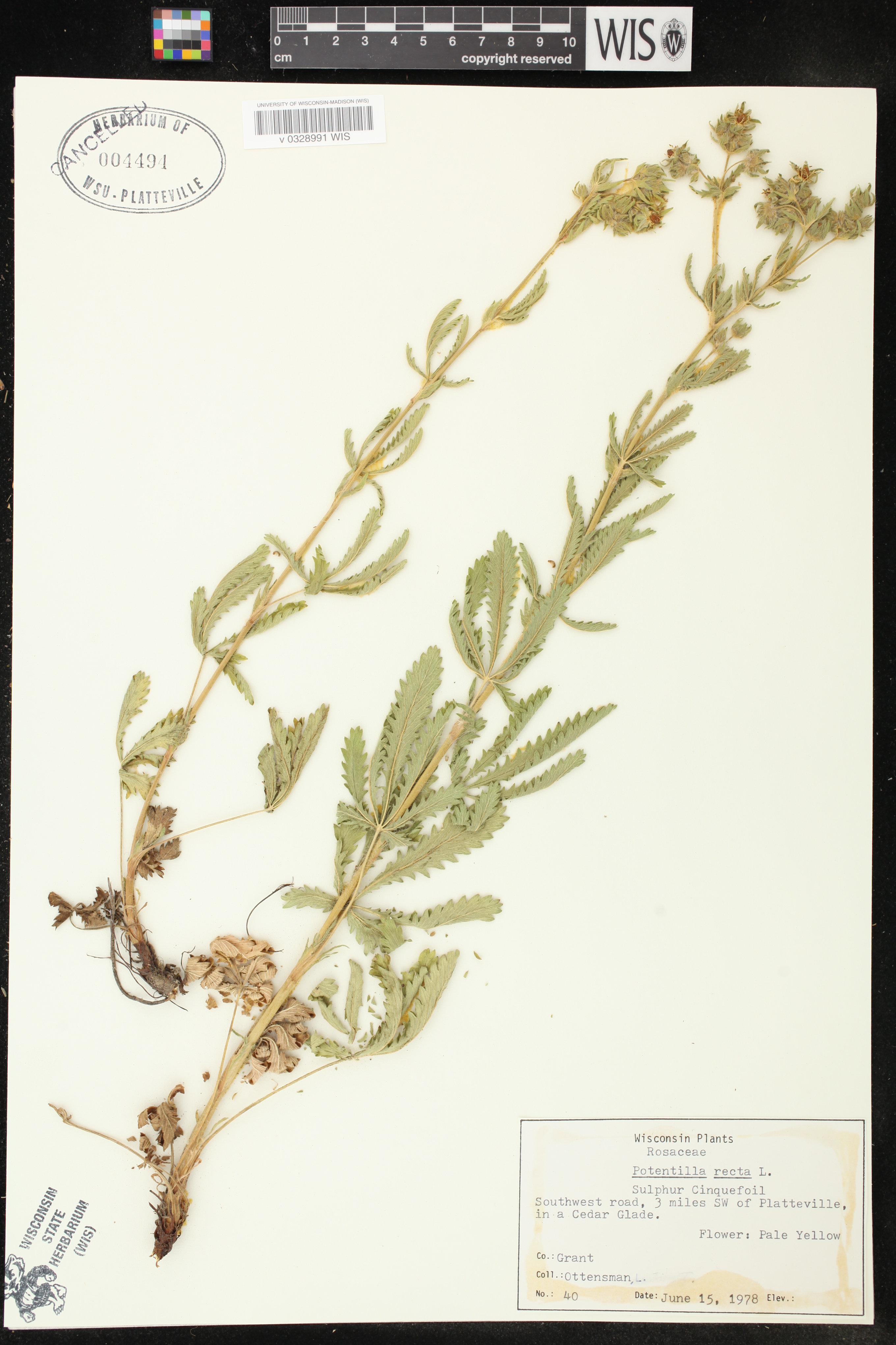 Potentilla recta image