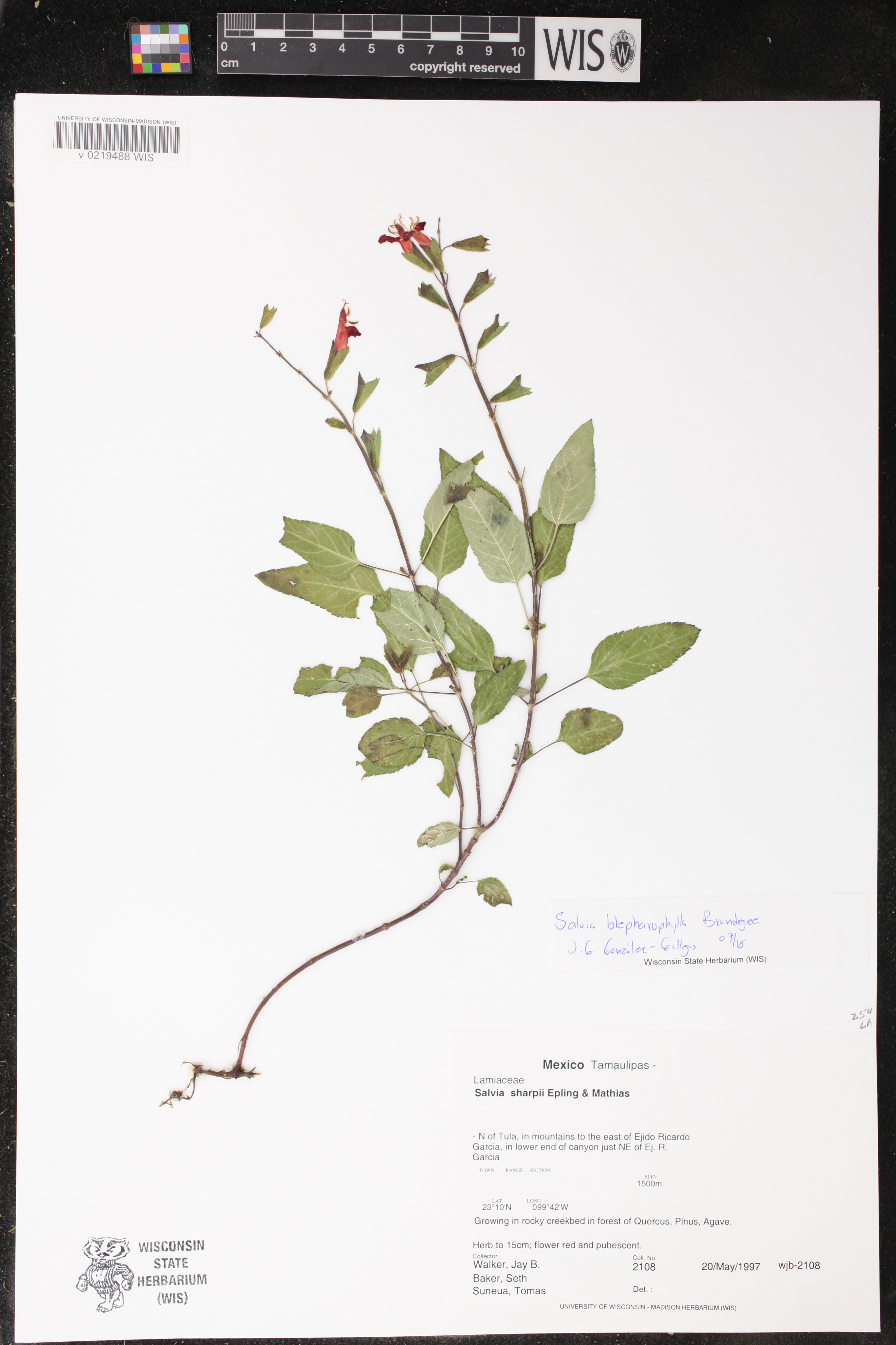 Salvia blepharophylla image