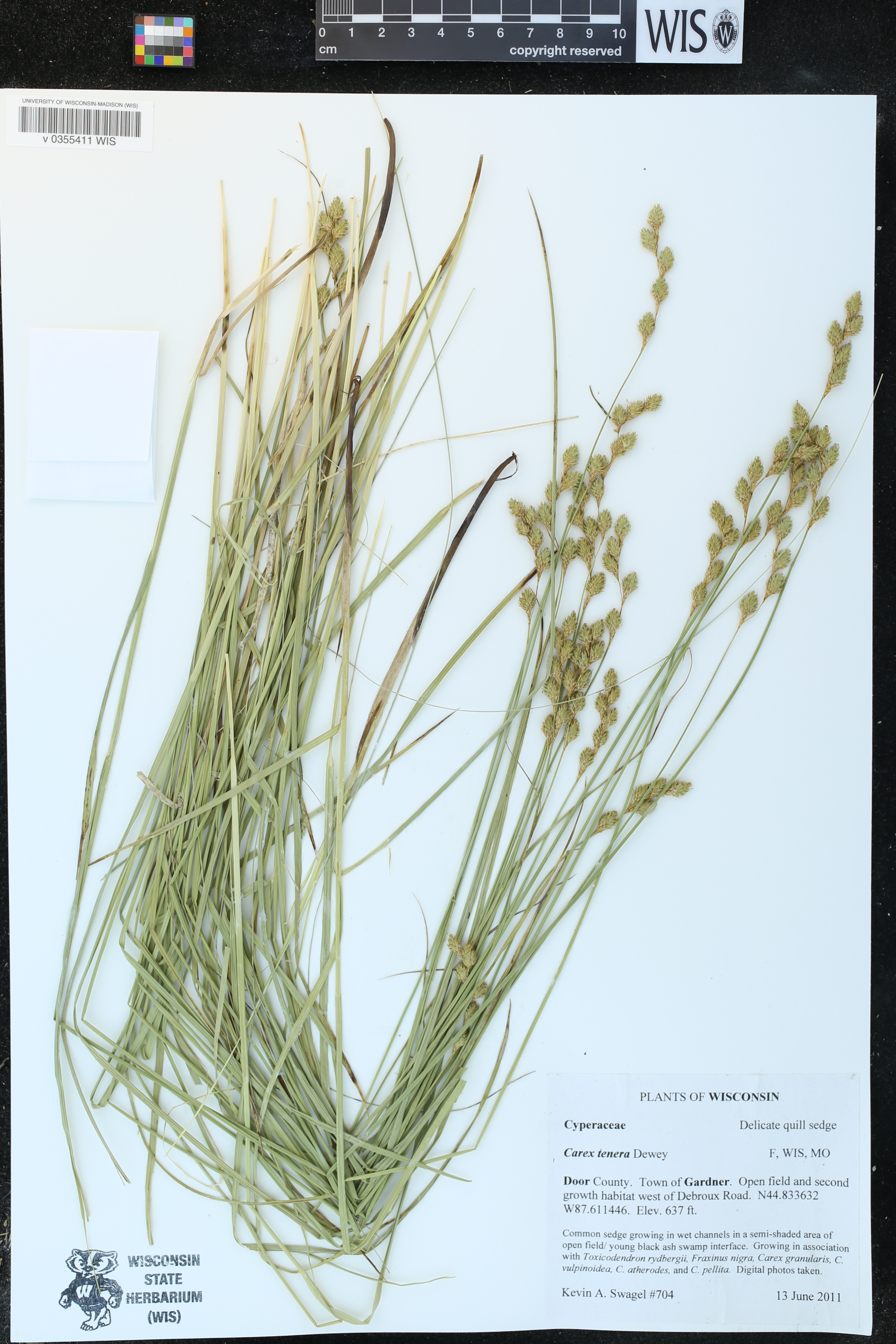 Carex tenera image
