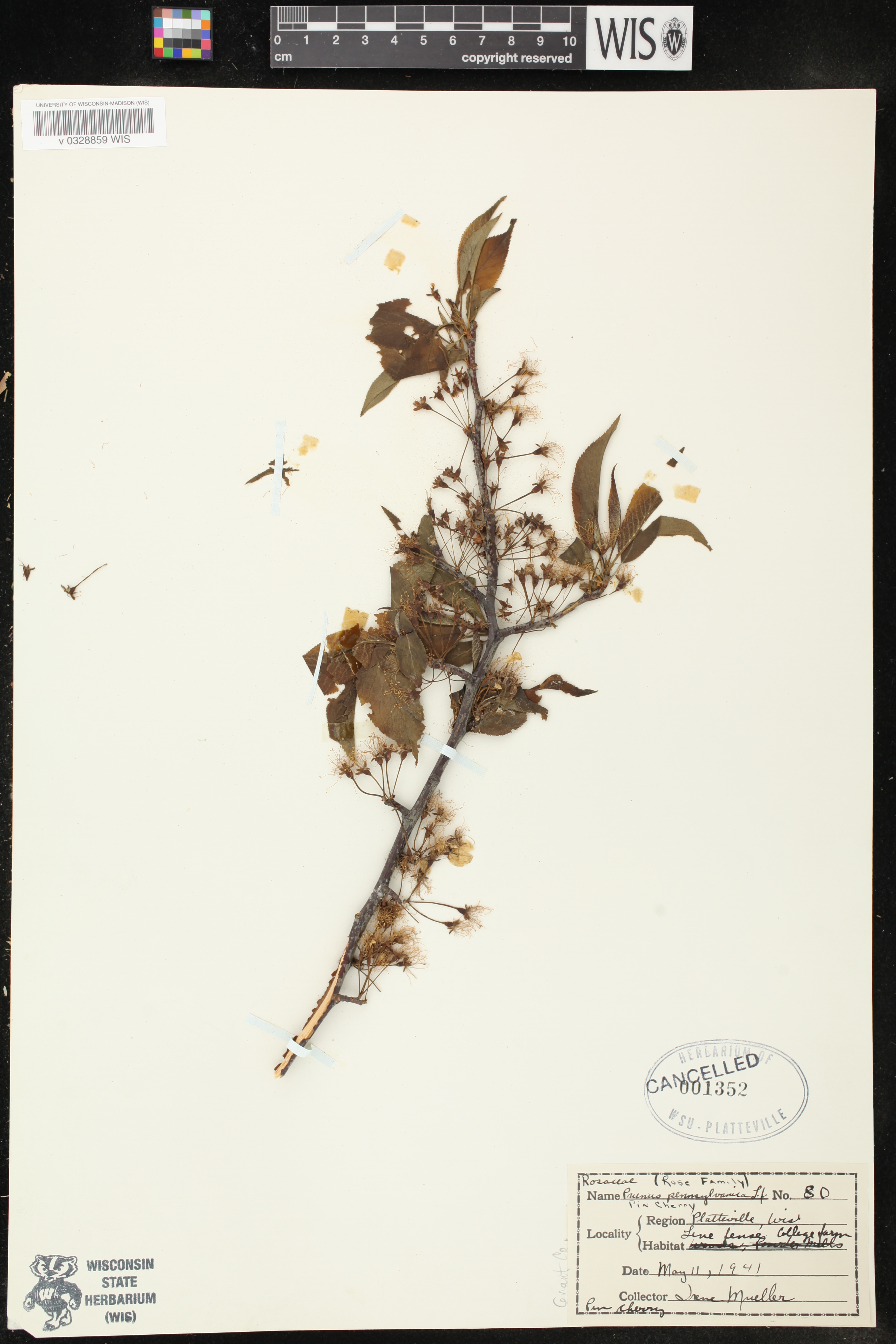 Prunus americana image